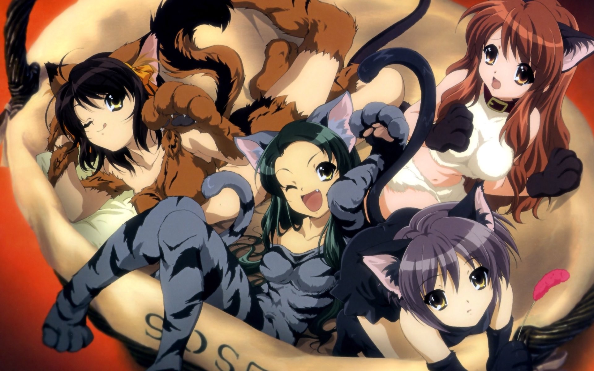 nekomimi, animal ears, Tsuruya (The Melancholy of Haruhi Suzumiya), anime, Suzumiya Haruhi - desktop wallpaper