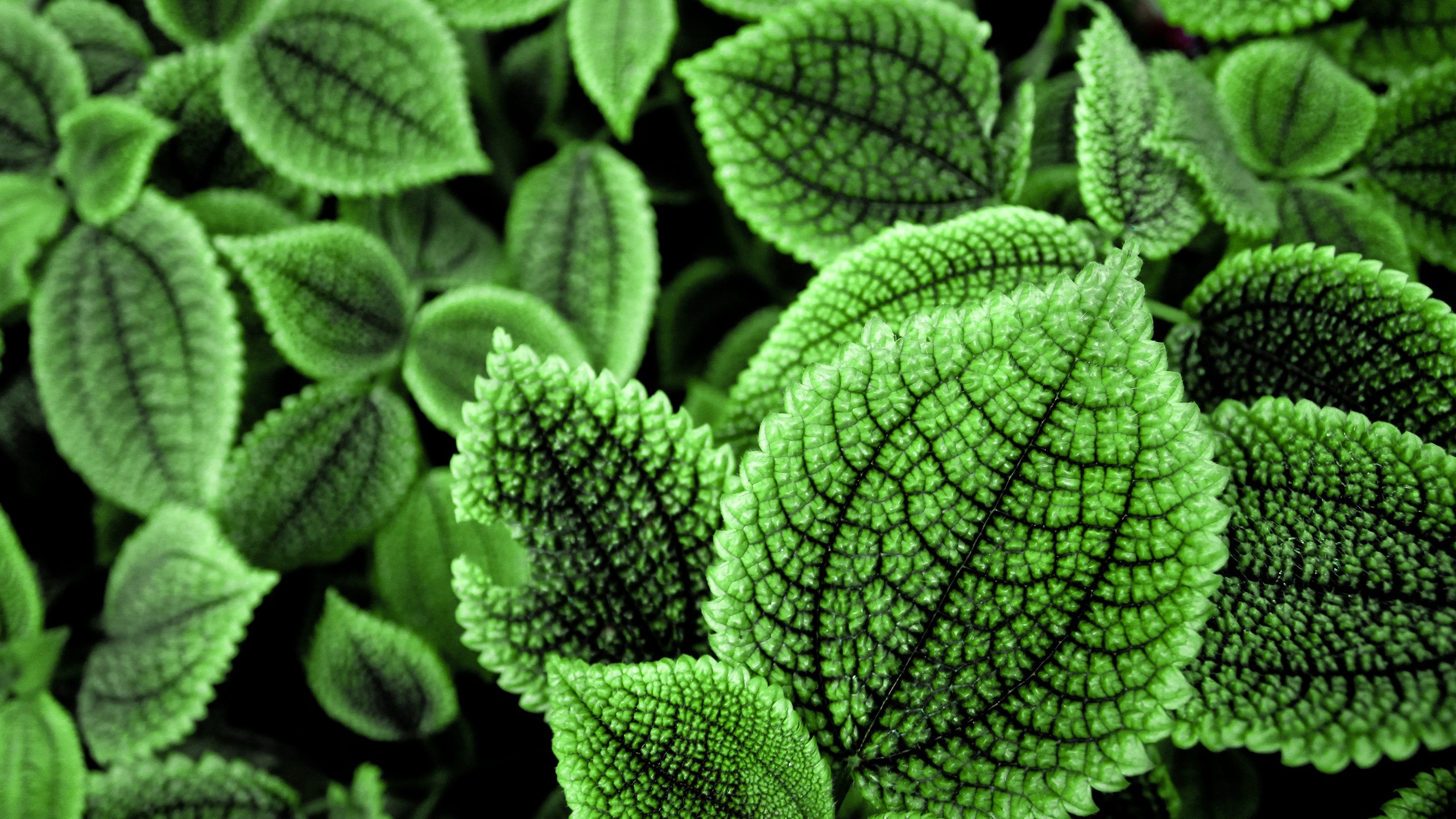 green, nature, leaves - desktop wallpaper
