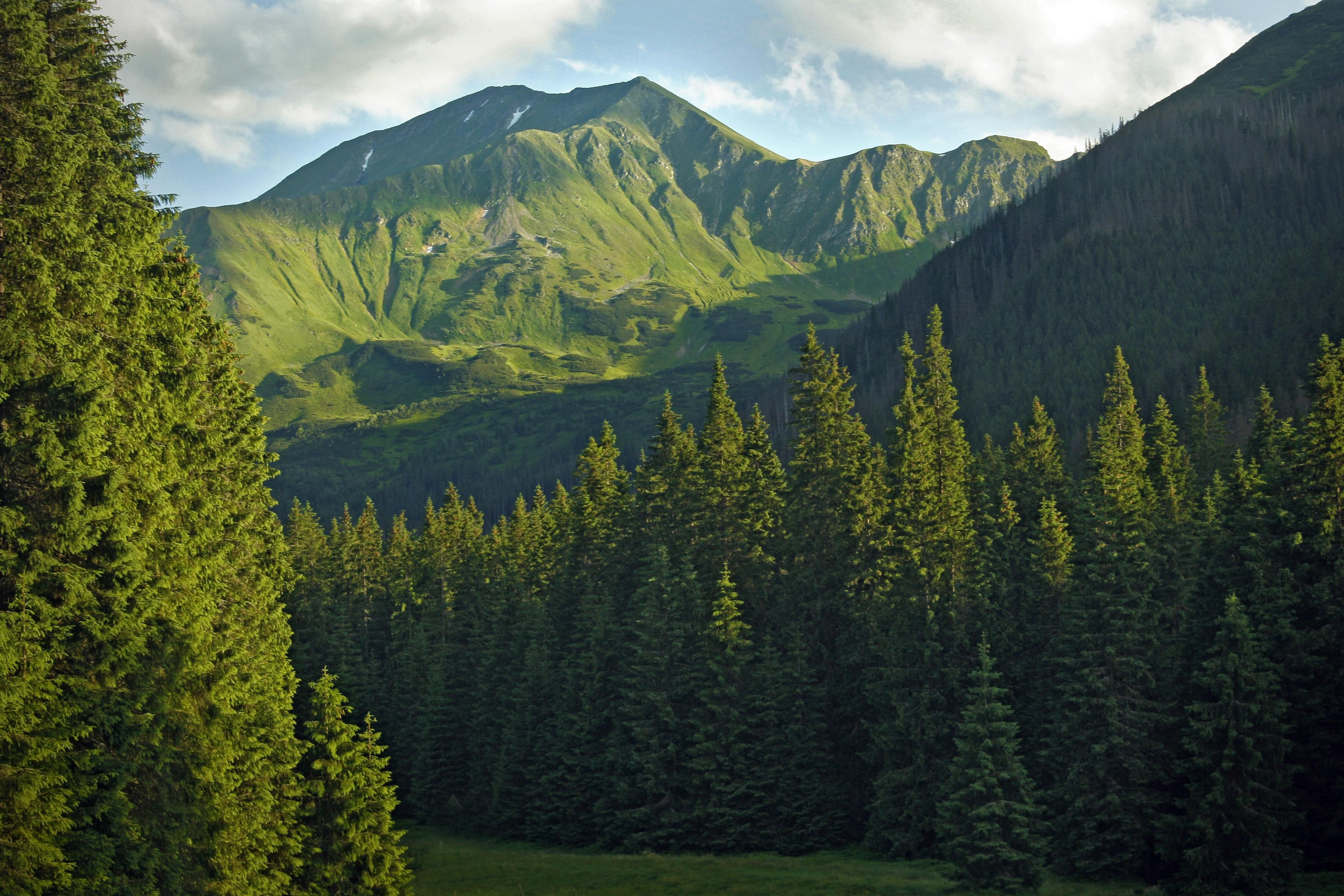 mountains, clouds, landscapes, trees, forests, Europe, Poland, evergreens - desktop wallpaper