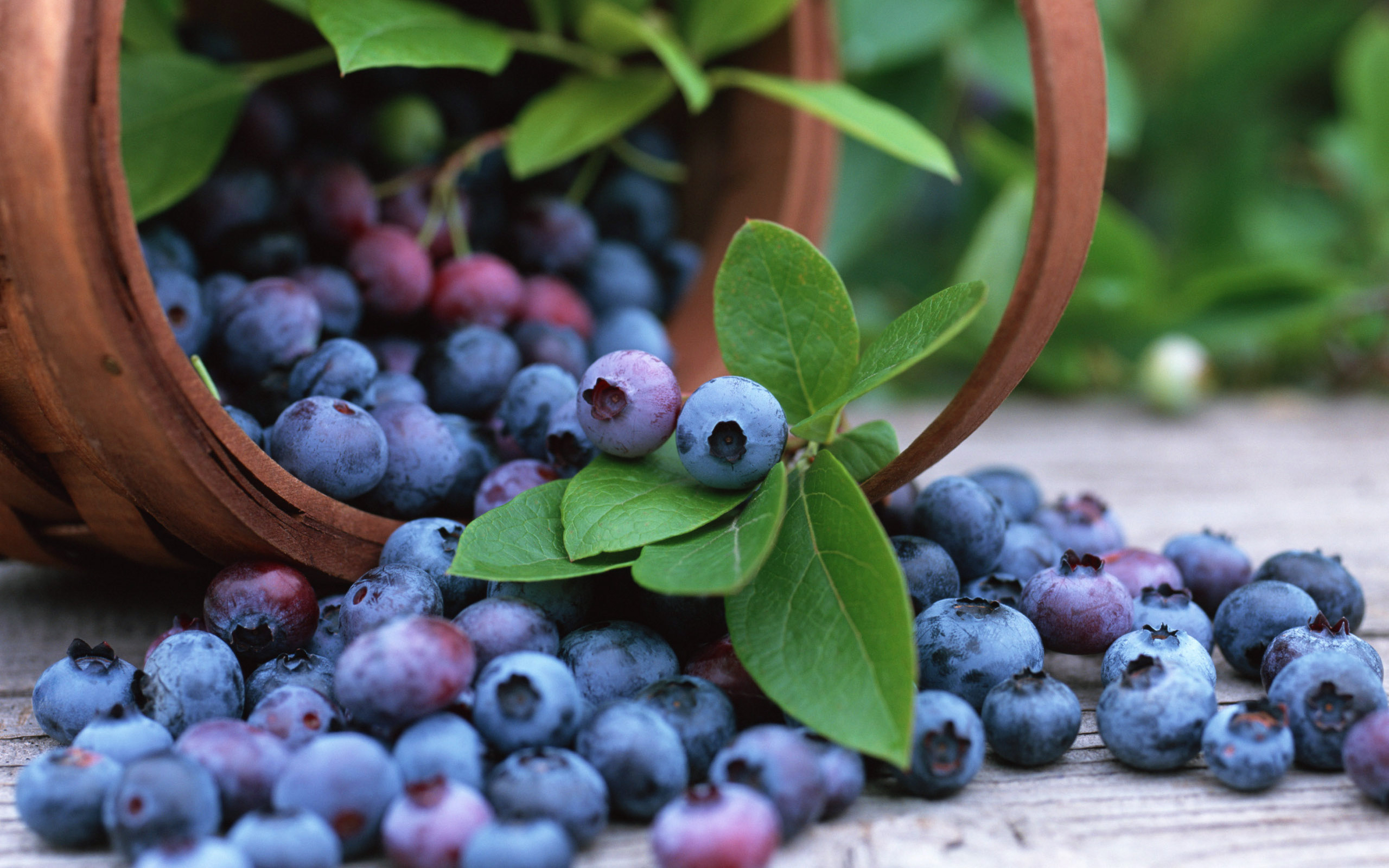 fruits, blueberries - desktop wallpaper