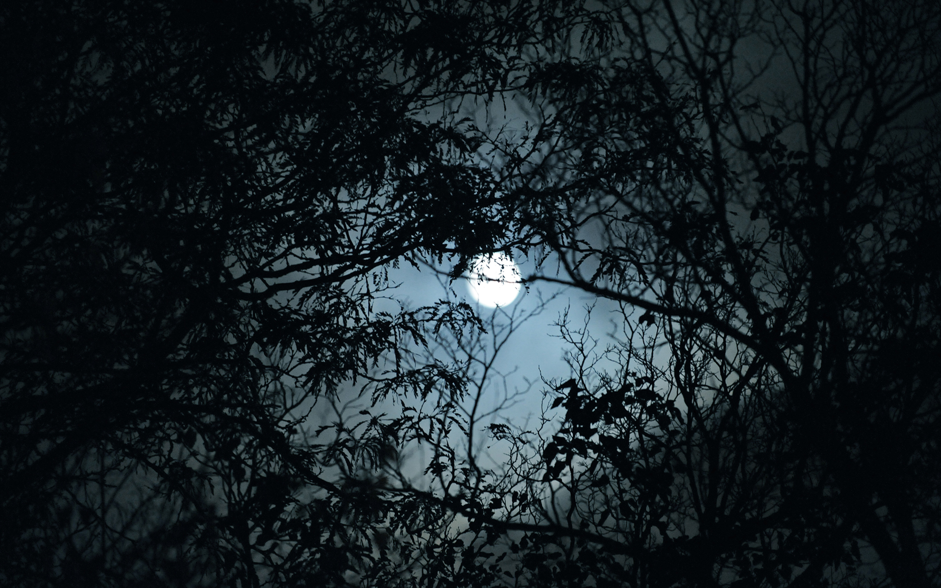trees, Moon, outdoors - desktop wallpaper