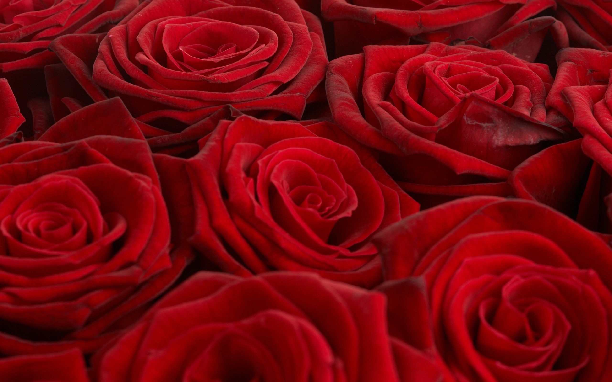 red, flowers, roses - desktop wallpaper