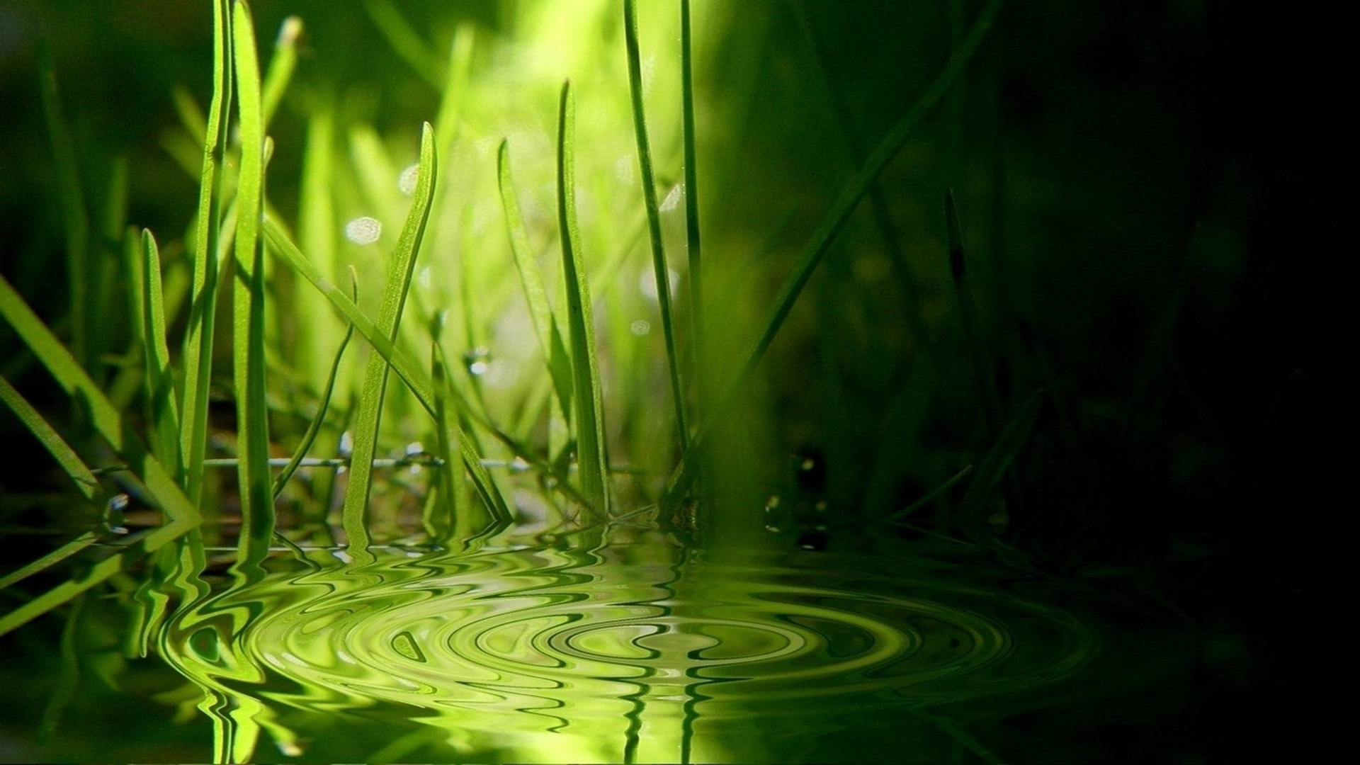 water, nature, grass - desktop wallpaper