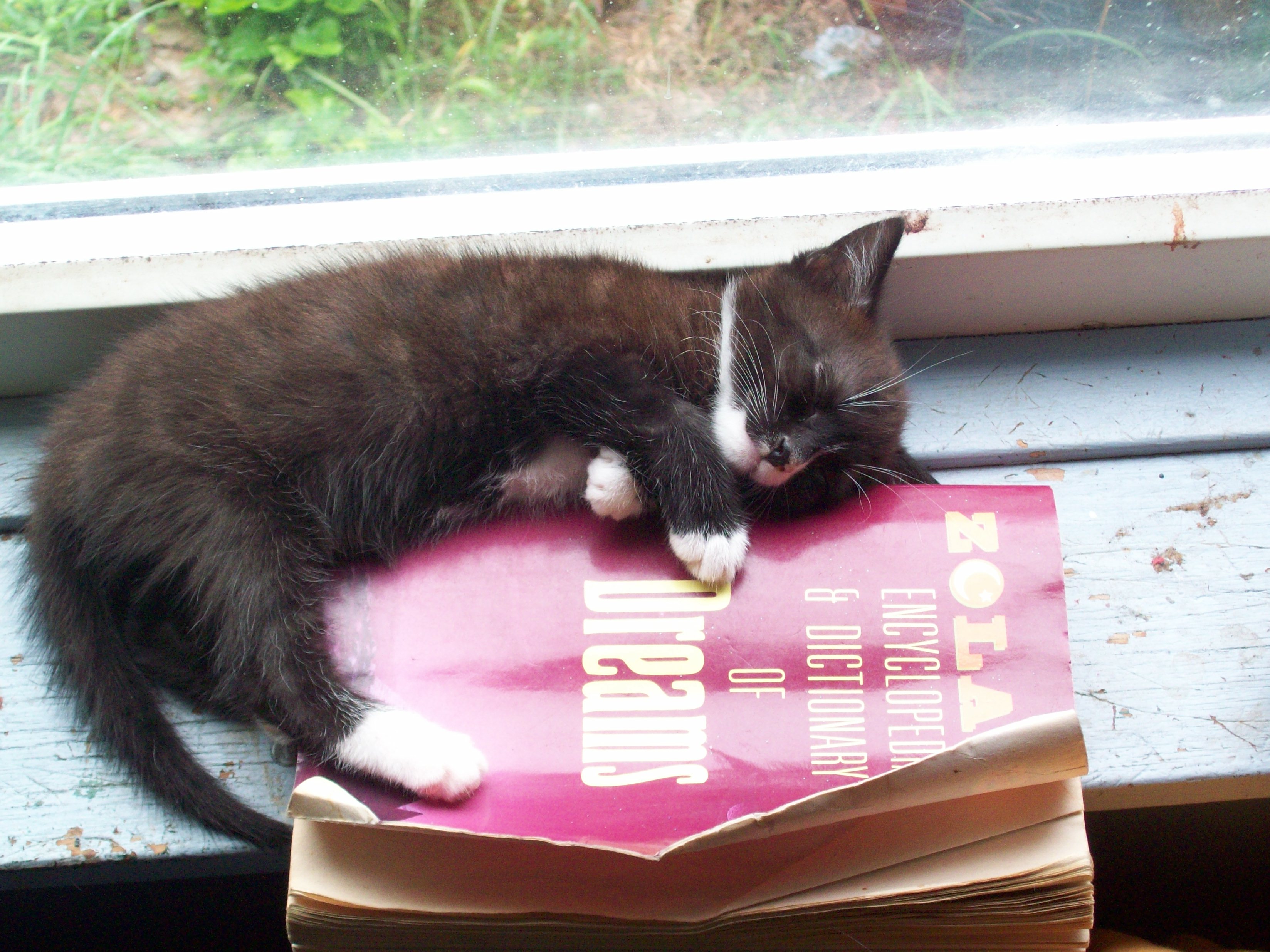 cats, animals, books, kittens - desktop wallpaper