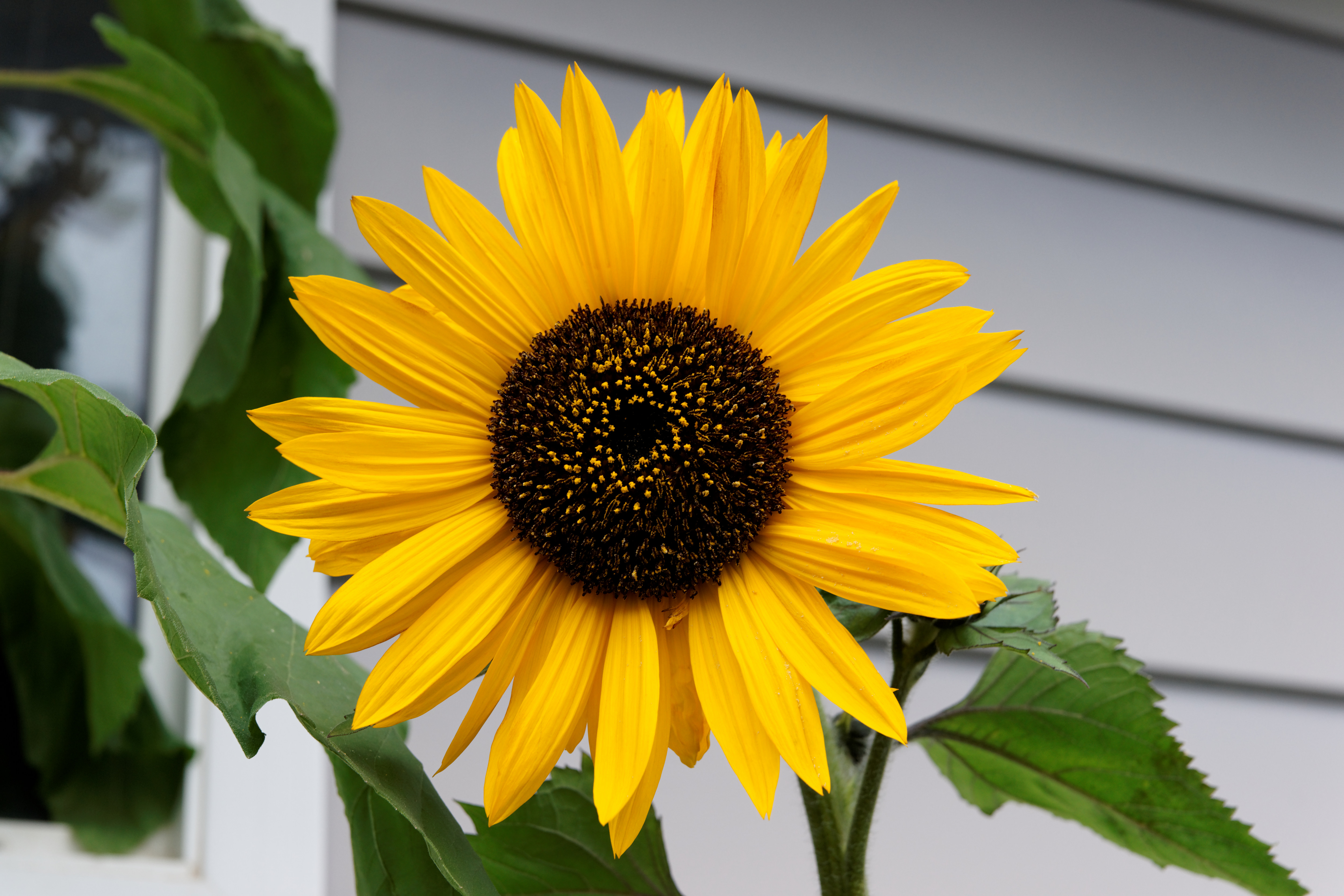 flowers, sunflowers, yellow flowers - desktop wallpaper
