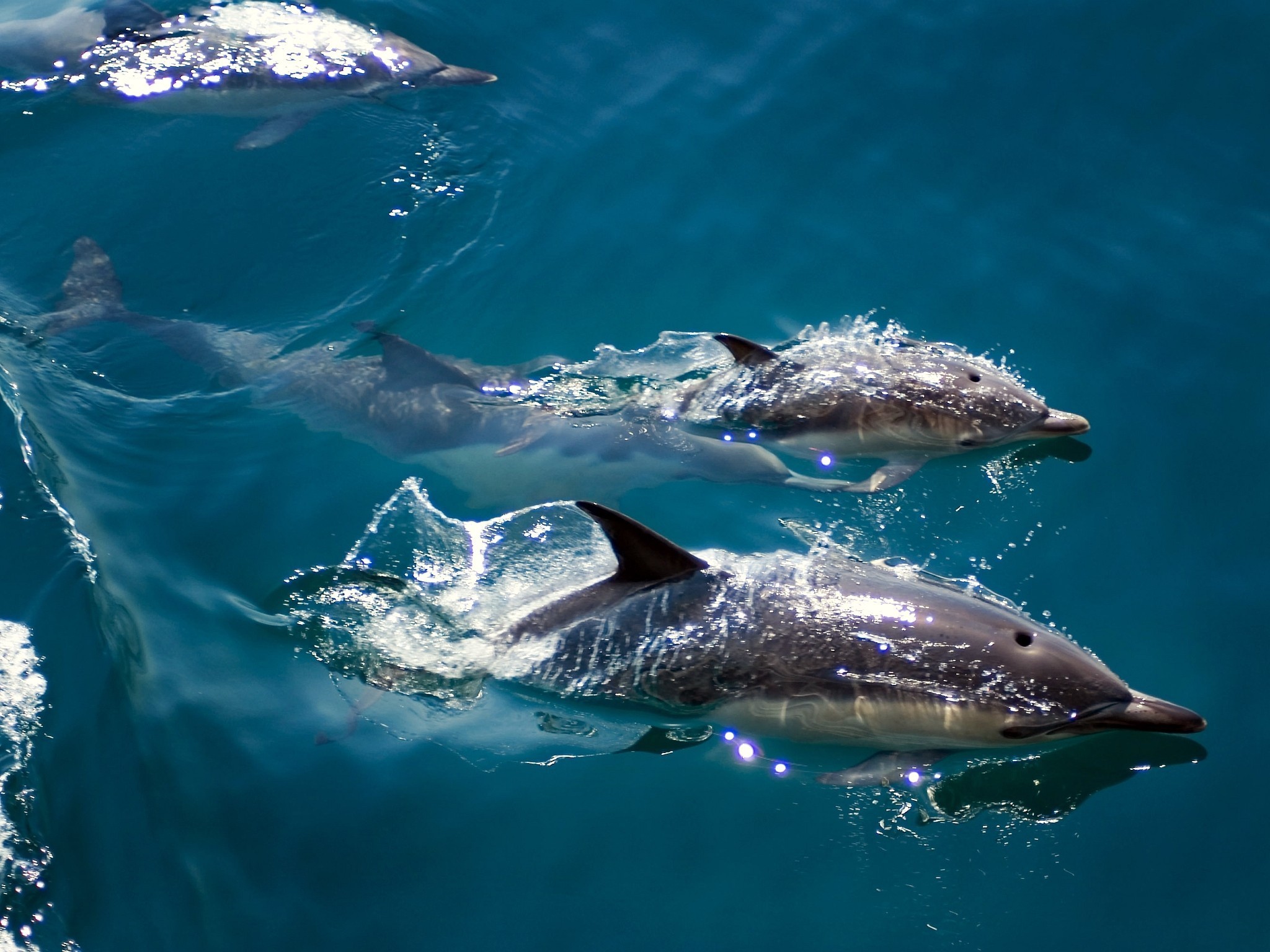 animals, fish, dolphins - desktop wallpaper