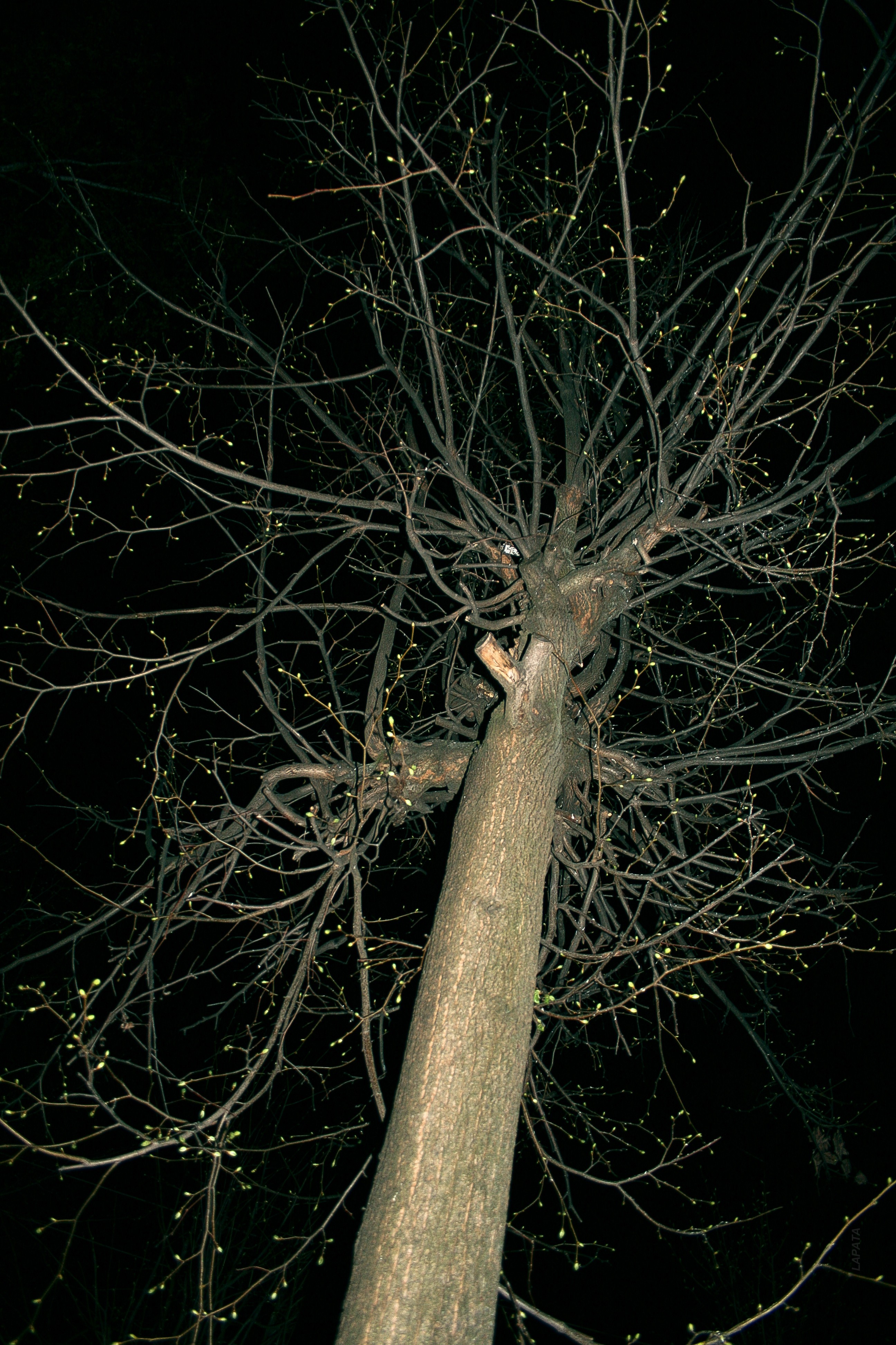 trees, dark, night, old, Russia - desktop wallpaper