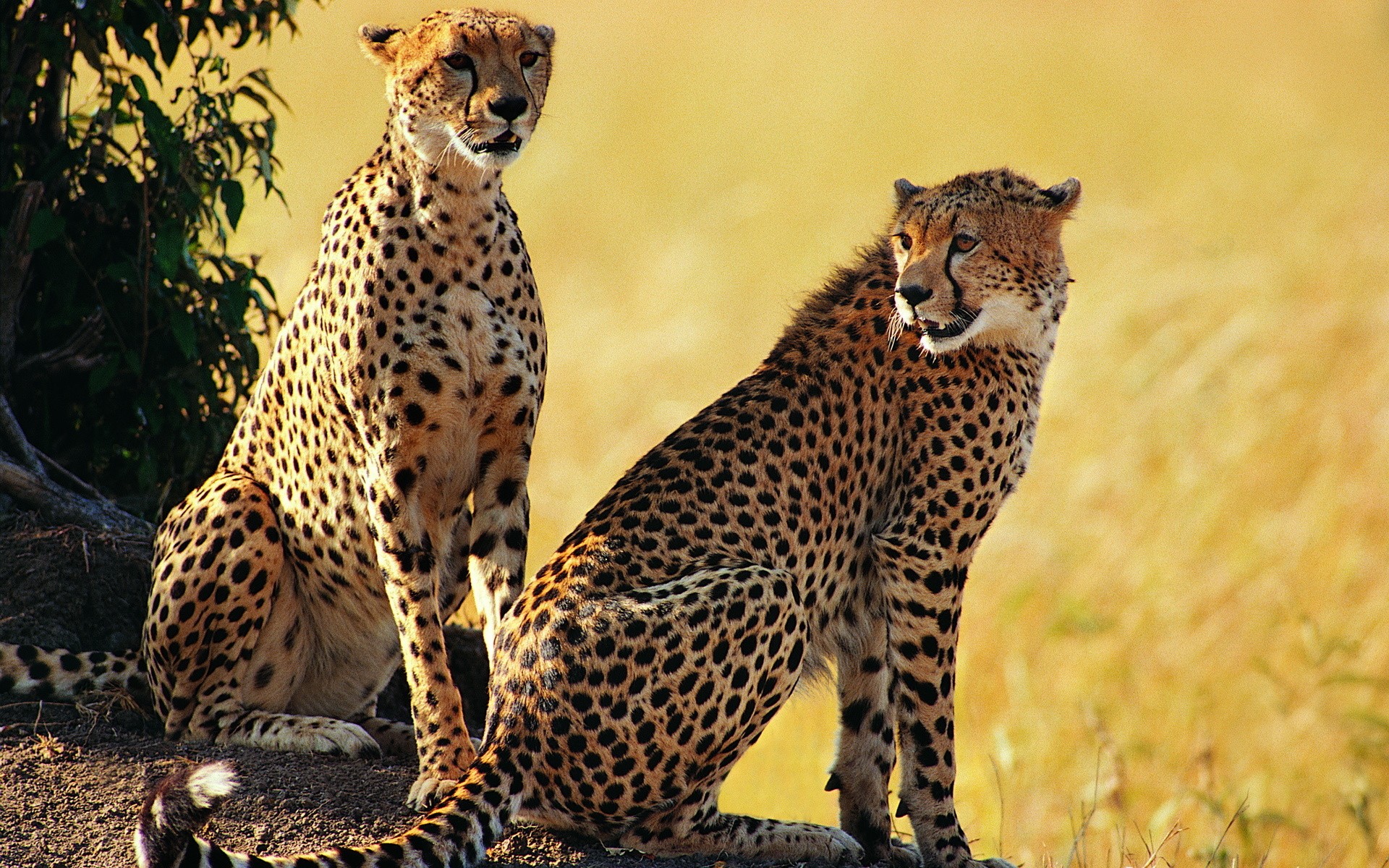 animals, cheetahs - desktop wallpaper