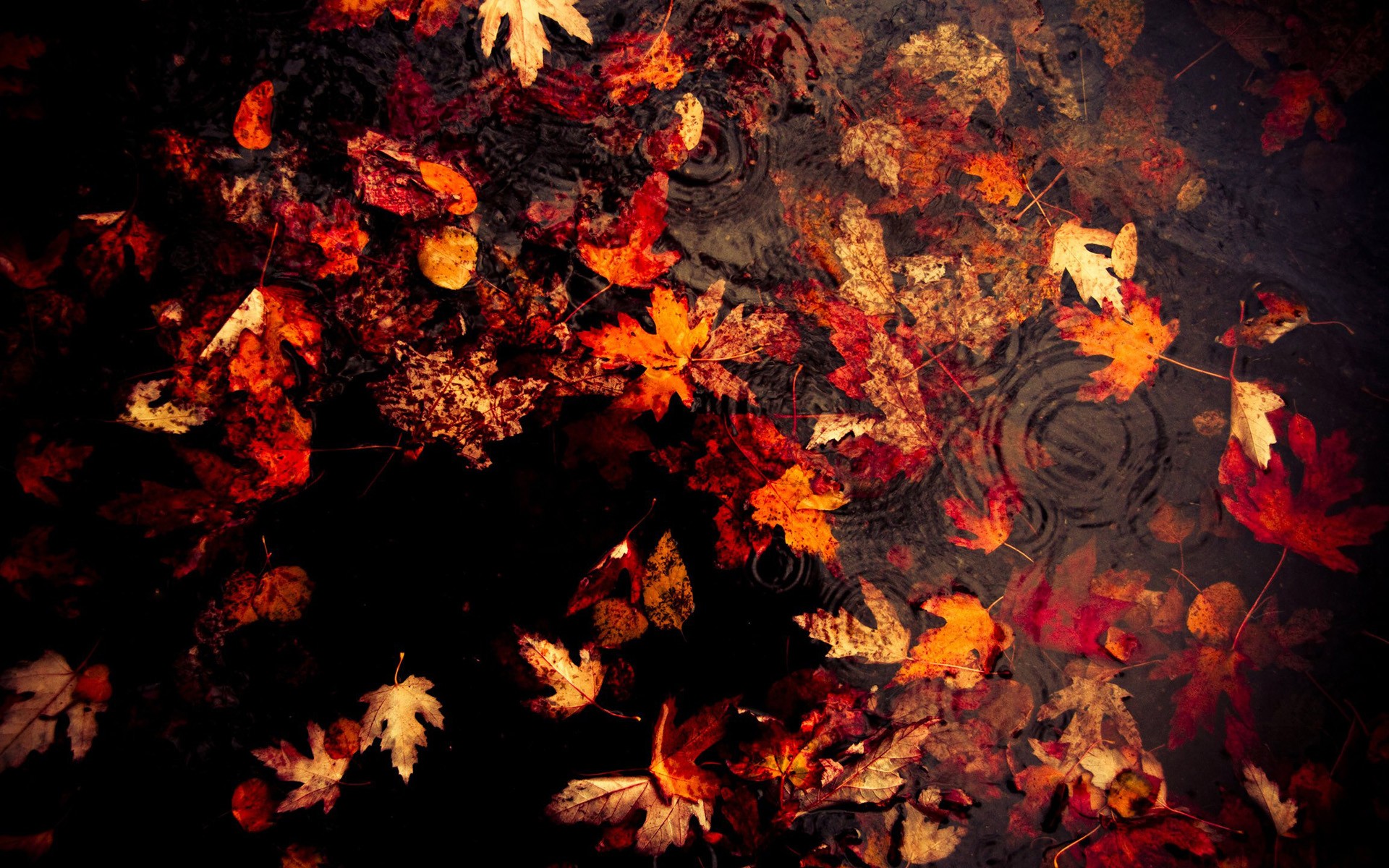 water, autumn, leaves, fallen leaves - desktop wallpaper