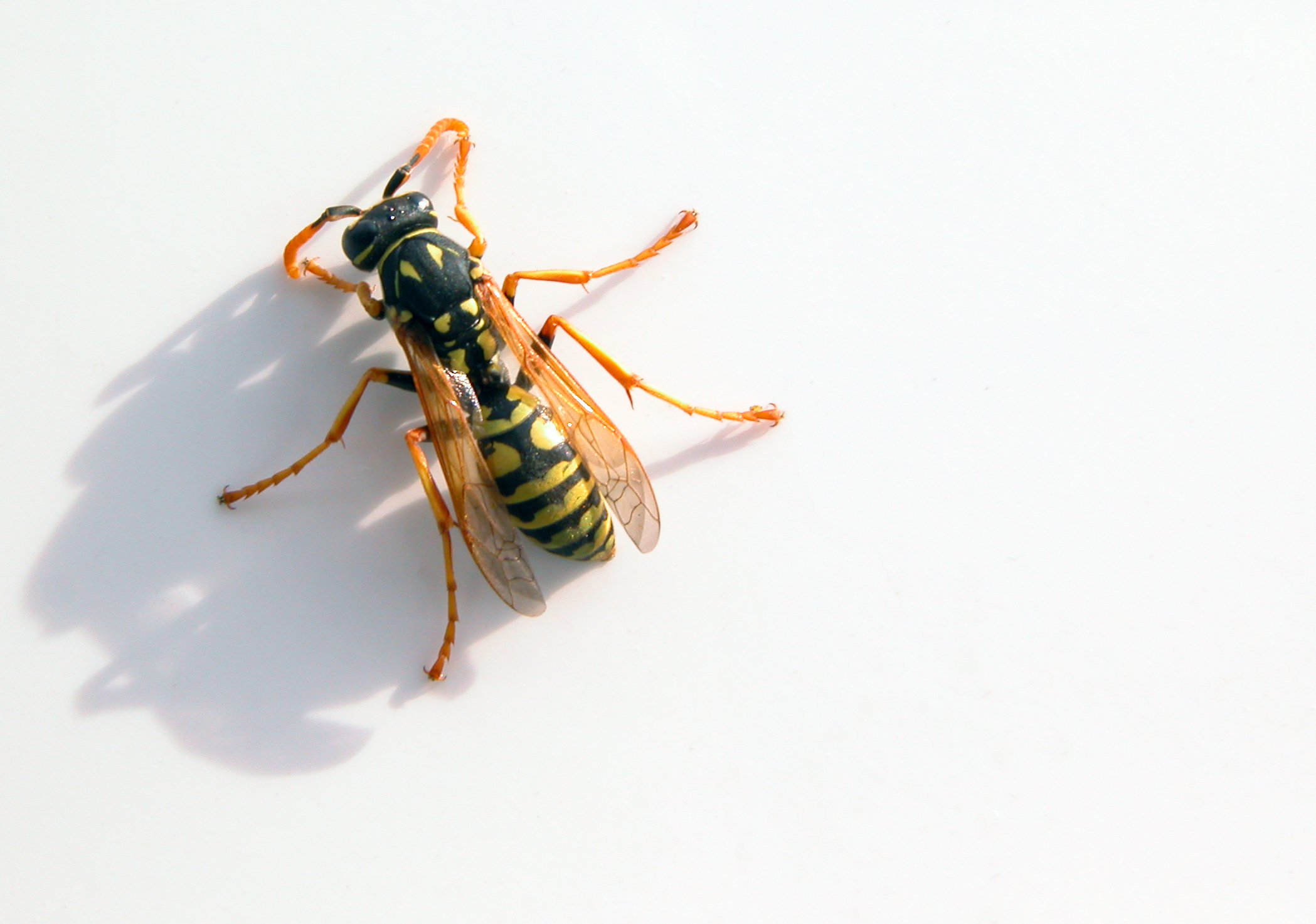 insects, wasp - desktop wallpaper