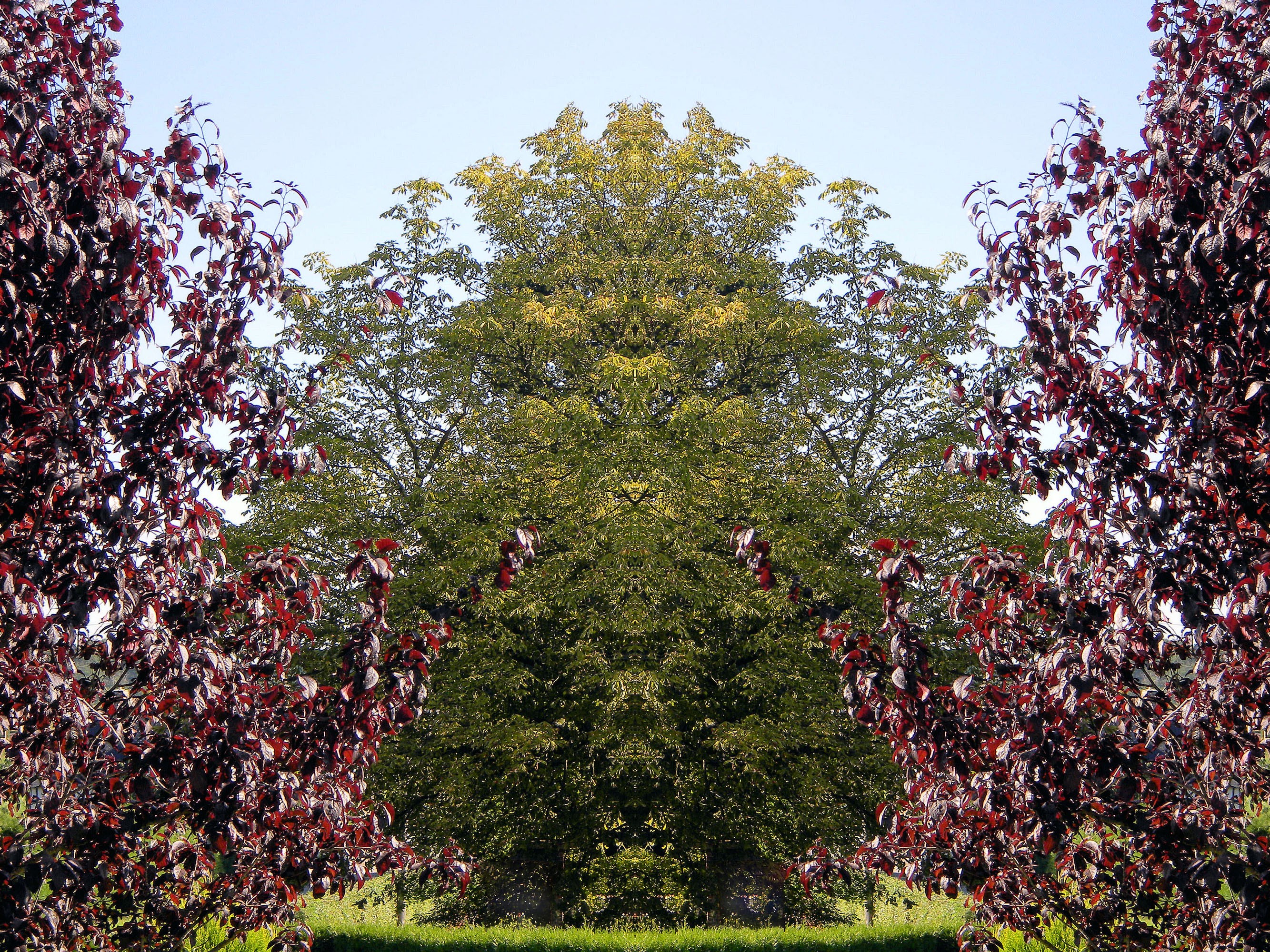 trees, reflections - desktop wallpaper