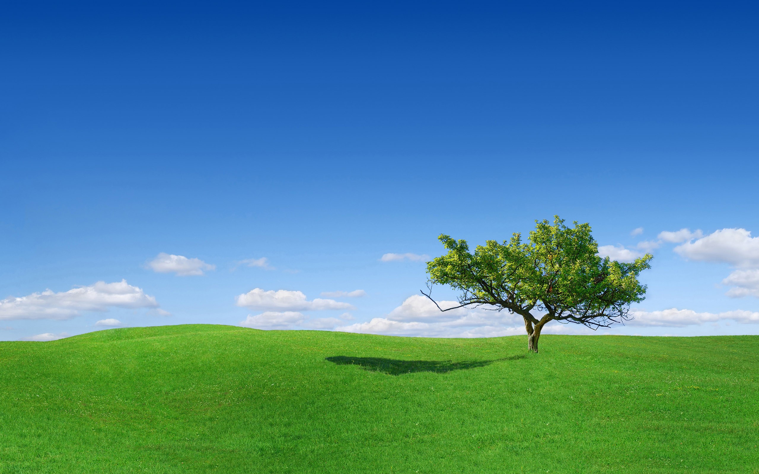horizon, trees, fields, Sky King - desktop wallpaper
