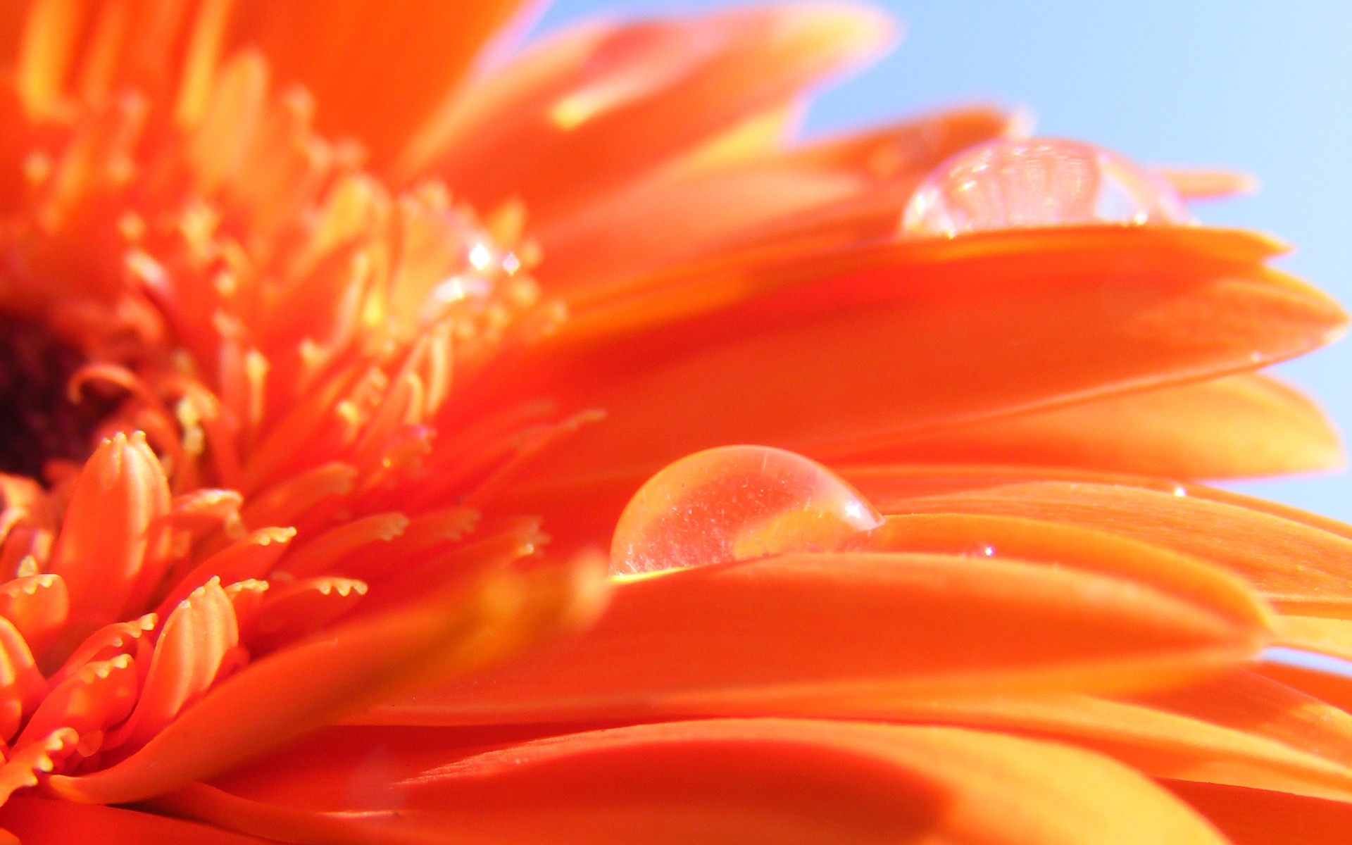 flowers, orange flowers - desktop wallpaper