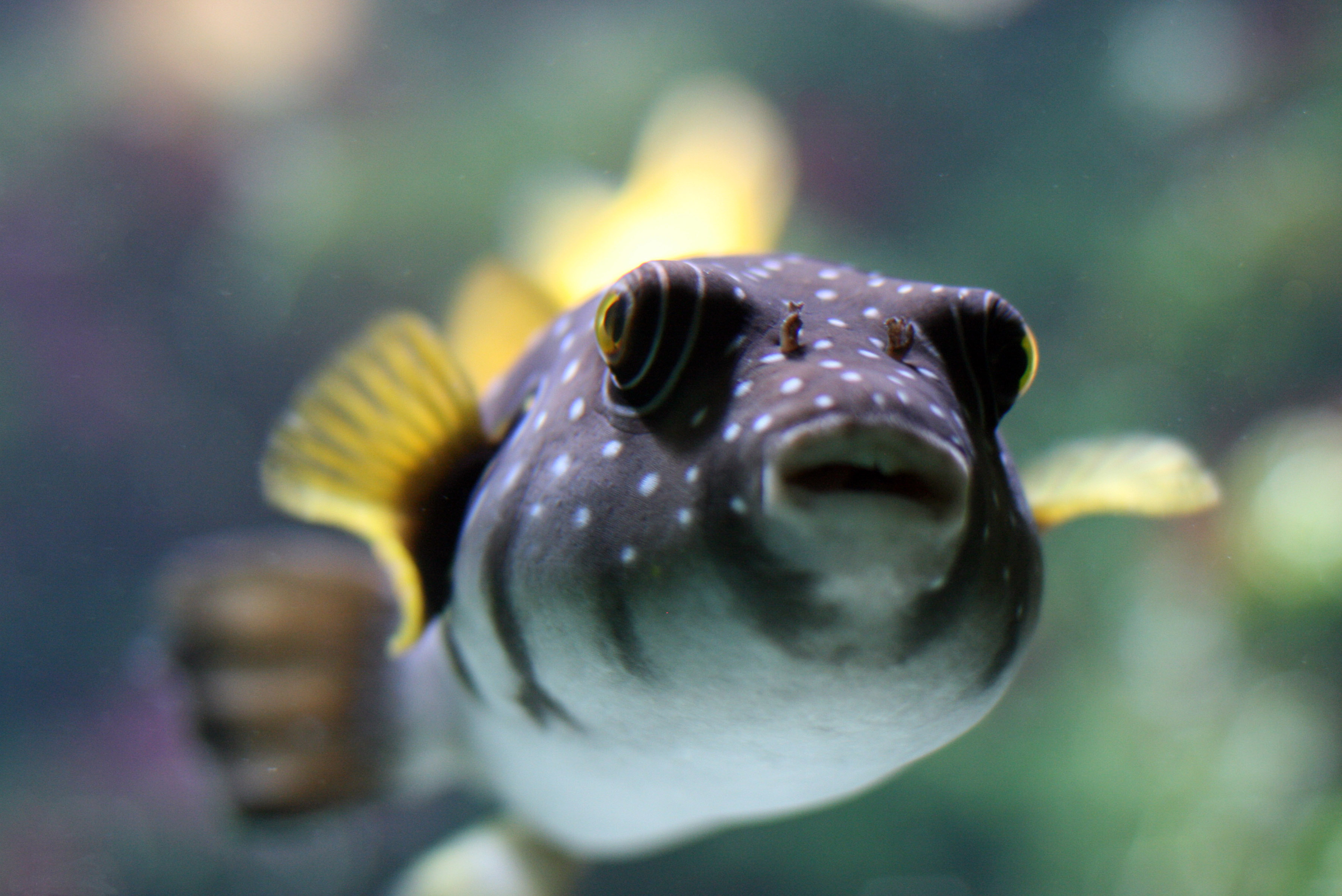 animals, fish - desktop wallpaper