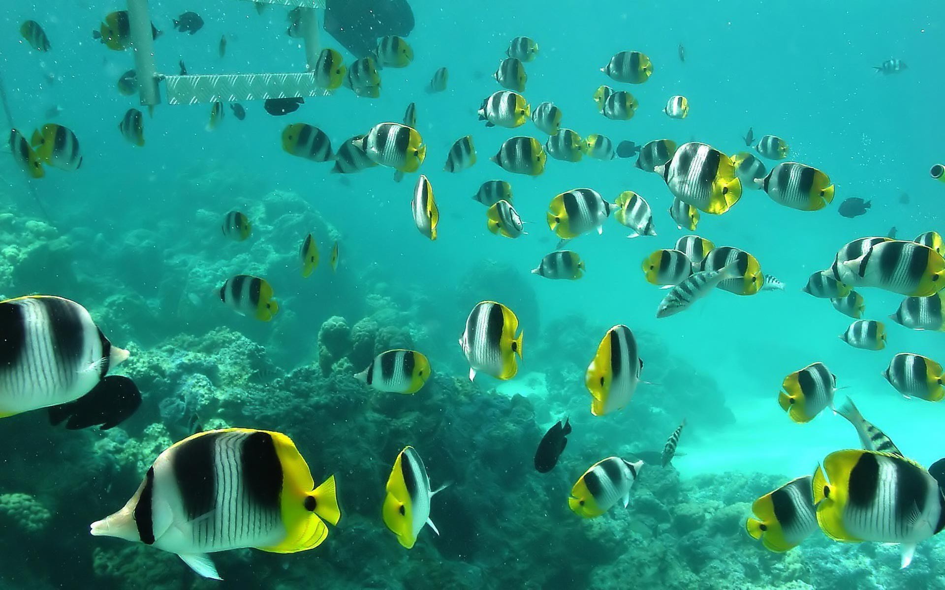 water, fish, sea - desktop wallpaper