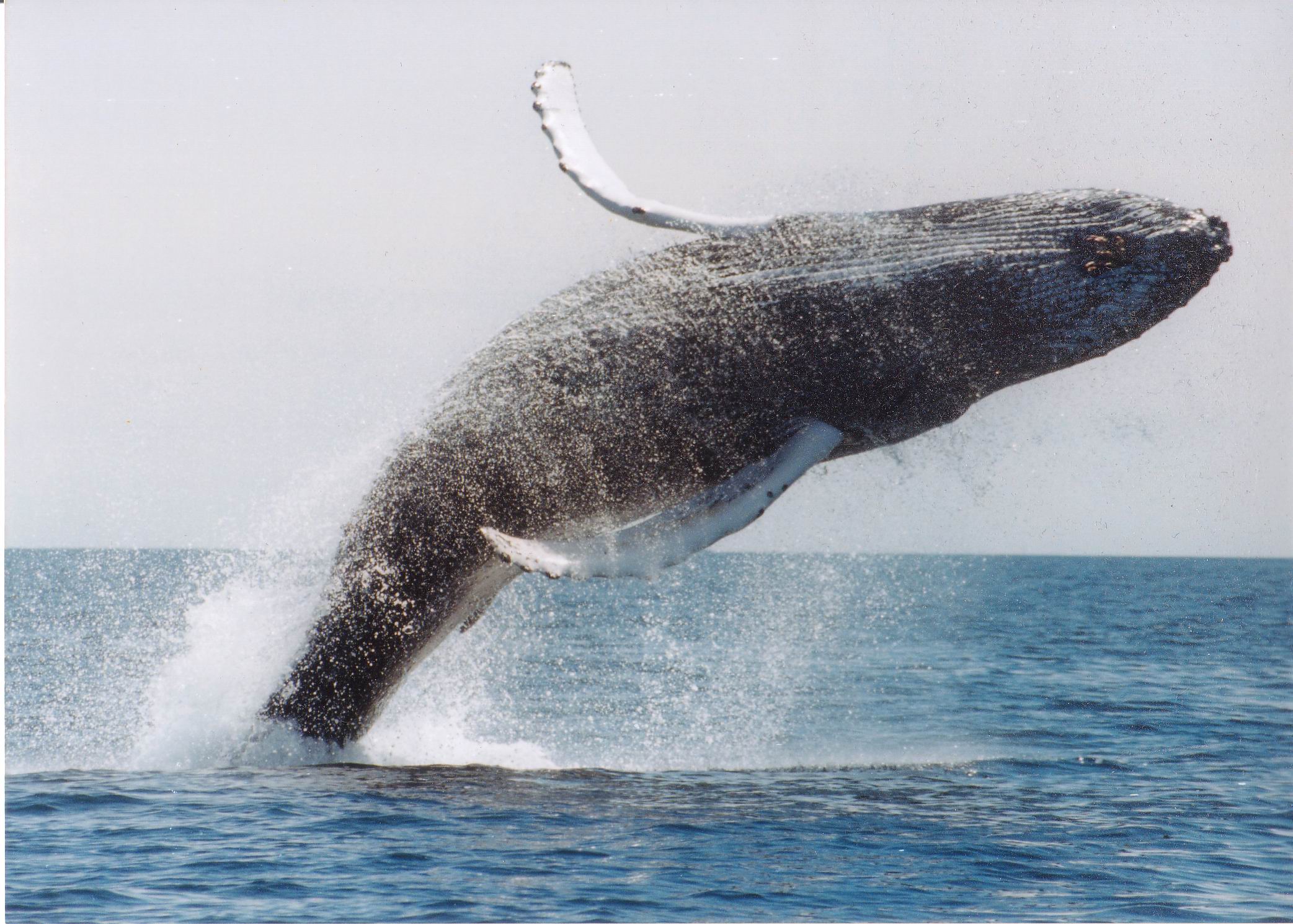 ocean, jumping, whales - desktop wallpaper