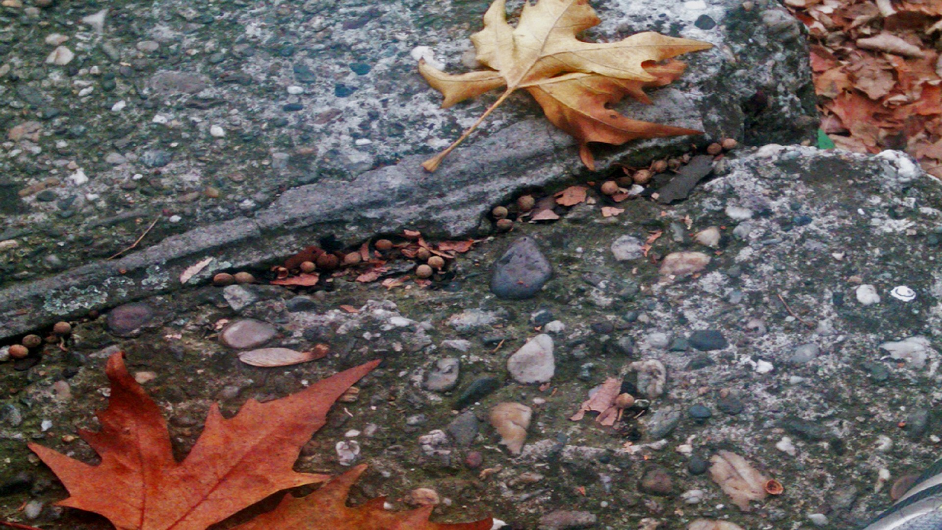 leaves, ground, fallen leaves - desktop wallpaper