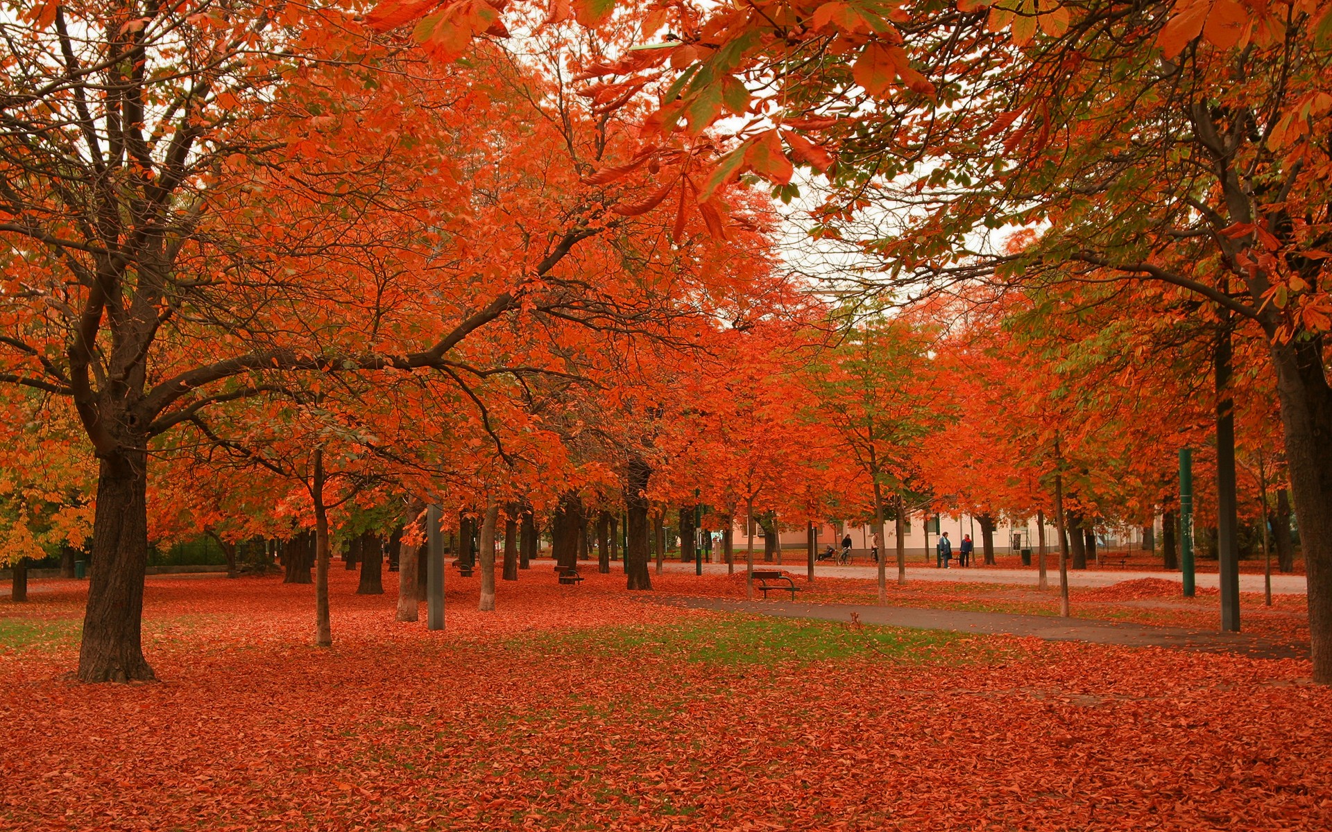 autumn - desktop wallpaper