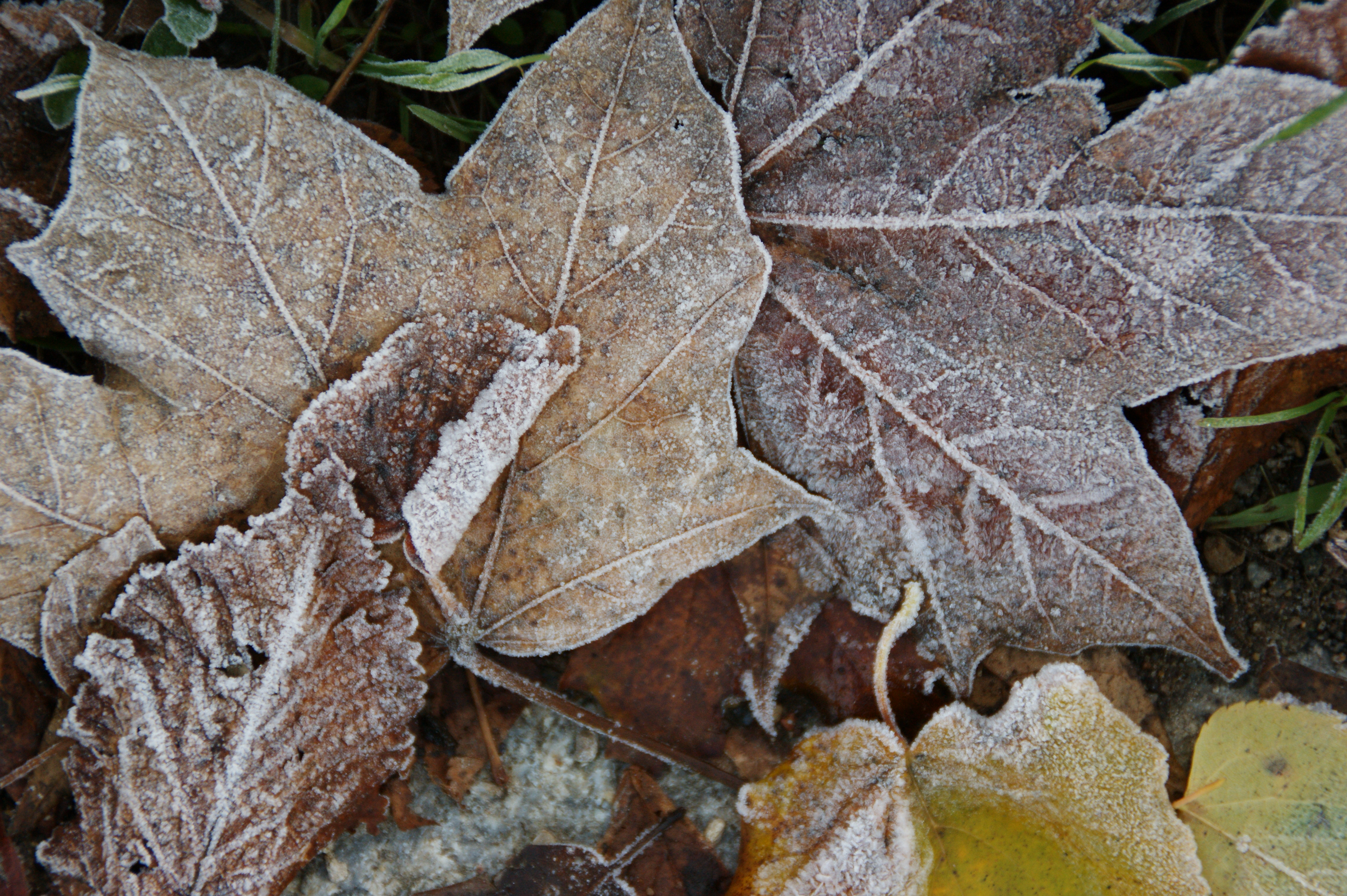 leaf, leaves, frost, fallen leaves - desktop wallpaper