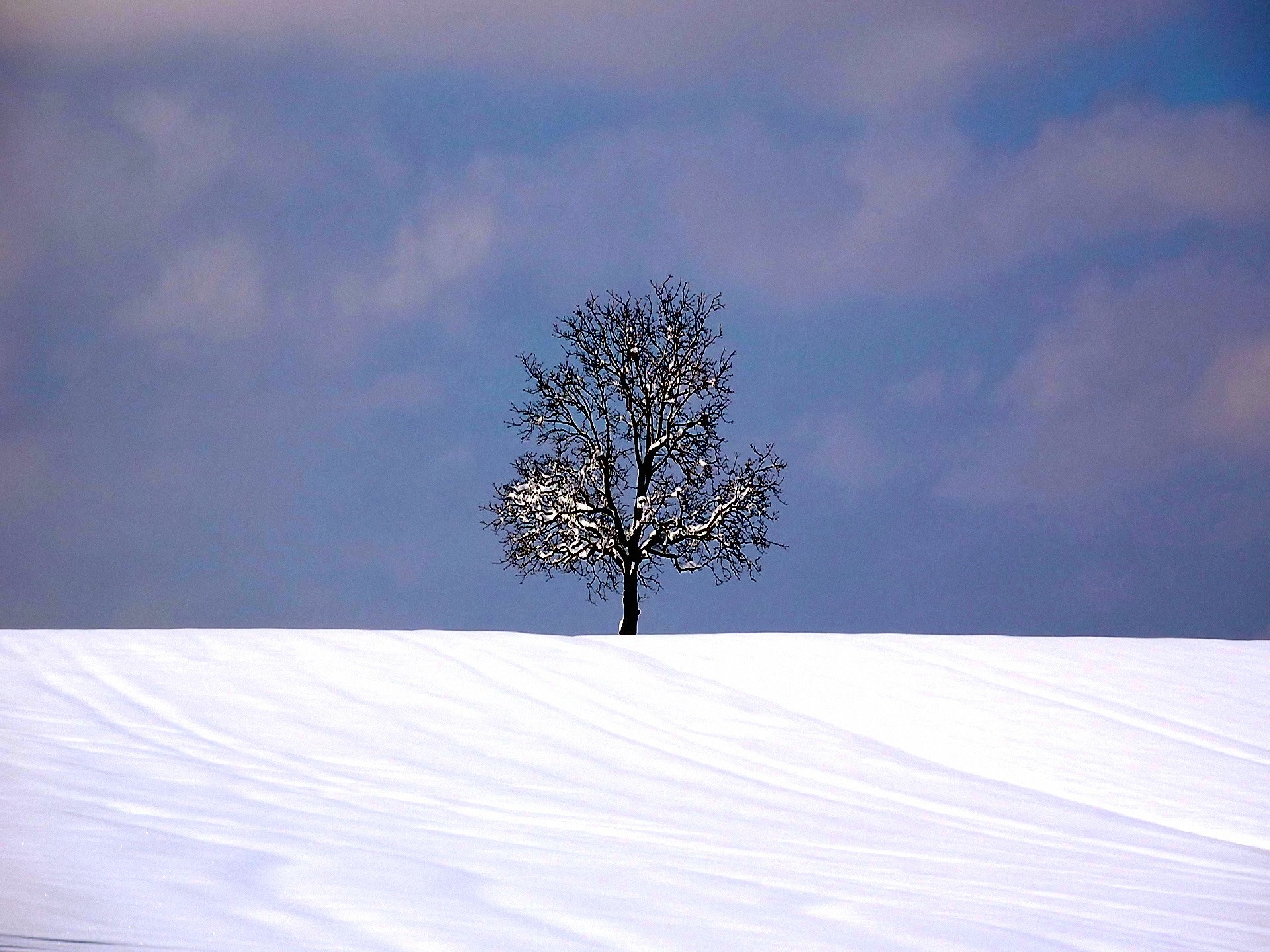nature, winter, snow, trees, Earth, outdoors - desktop wallpaper
