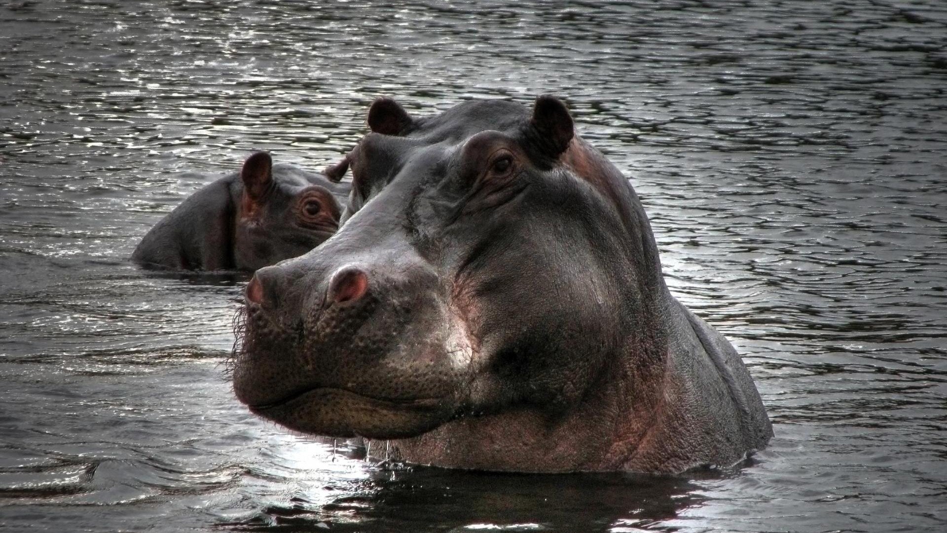 animals, hippopotamus, aferica - desktop wallpaper