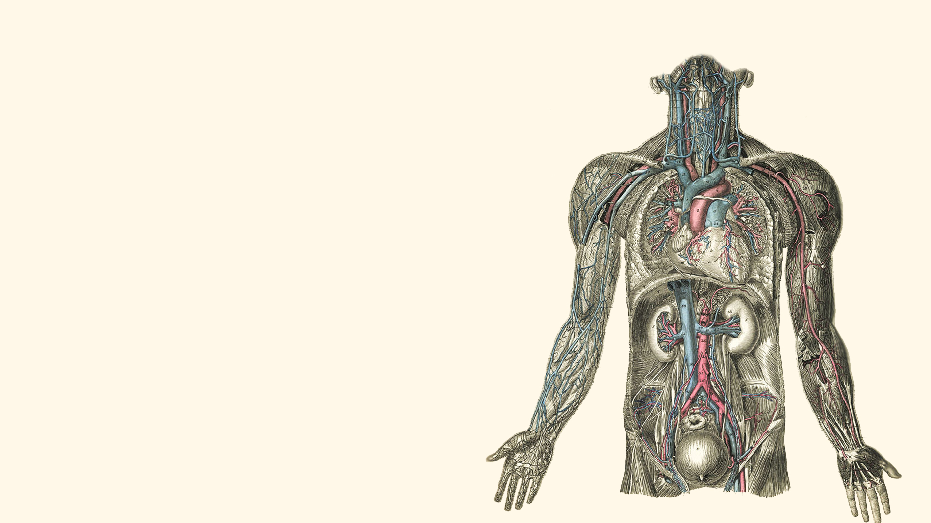 anatomy, illustrations, kidney, hearts, human body - desktop wallpaper
