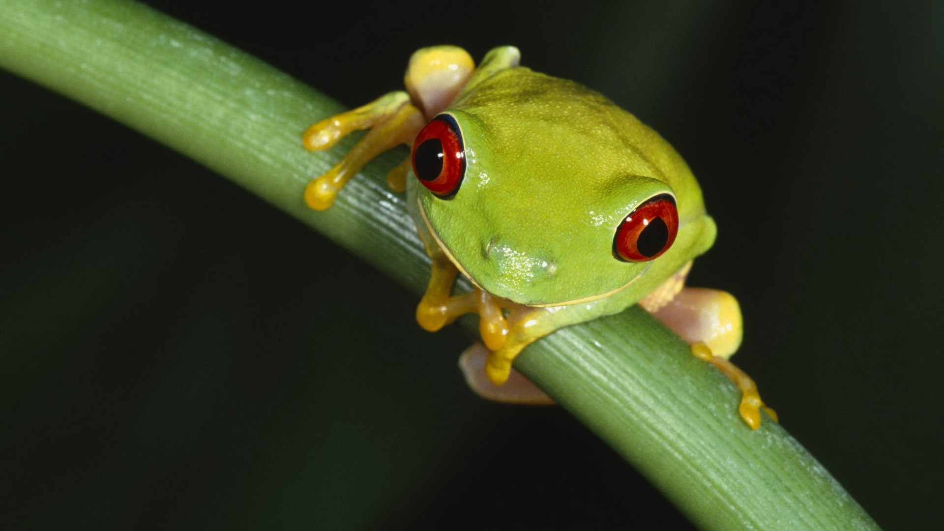 animals, frogs, macro, Red-Eyed Tree Frog, amphibians - desktop wallpaper