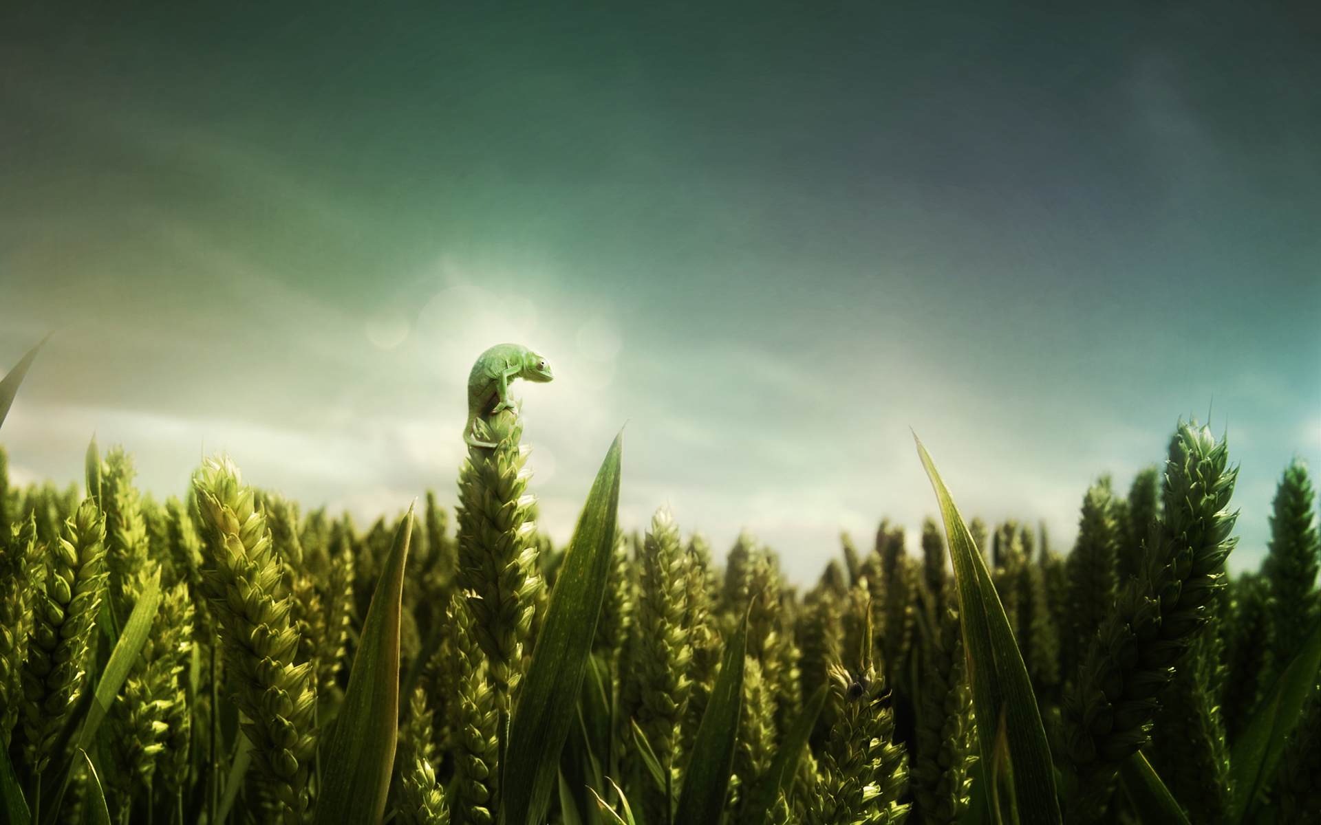landscapes, nature, artistic, fields, wheat, lizards, photo manipulation - desktop wallpaper