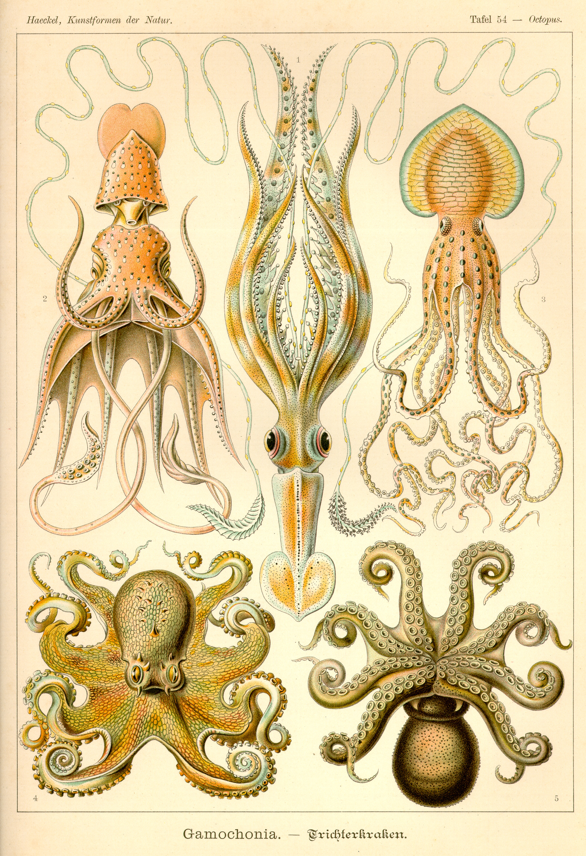 squid, octopuses, infographics - desktop wallpaper
