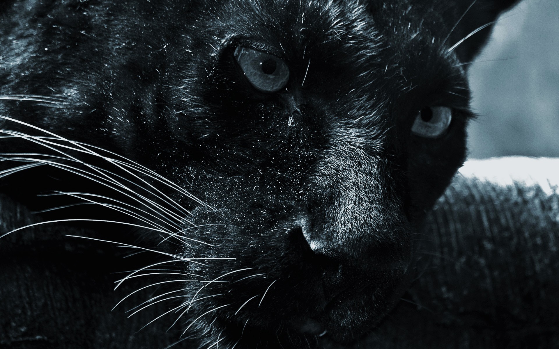 black, cats, animals, panthers - desktop wallpaper