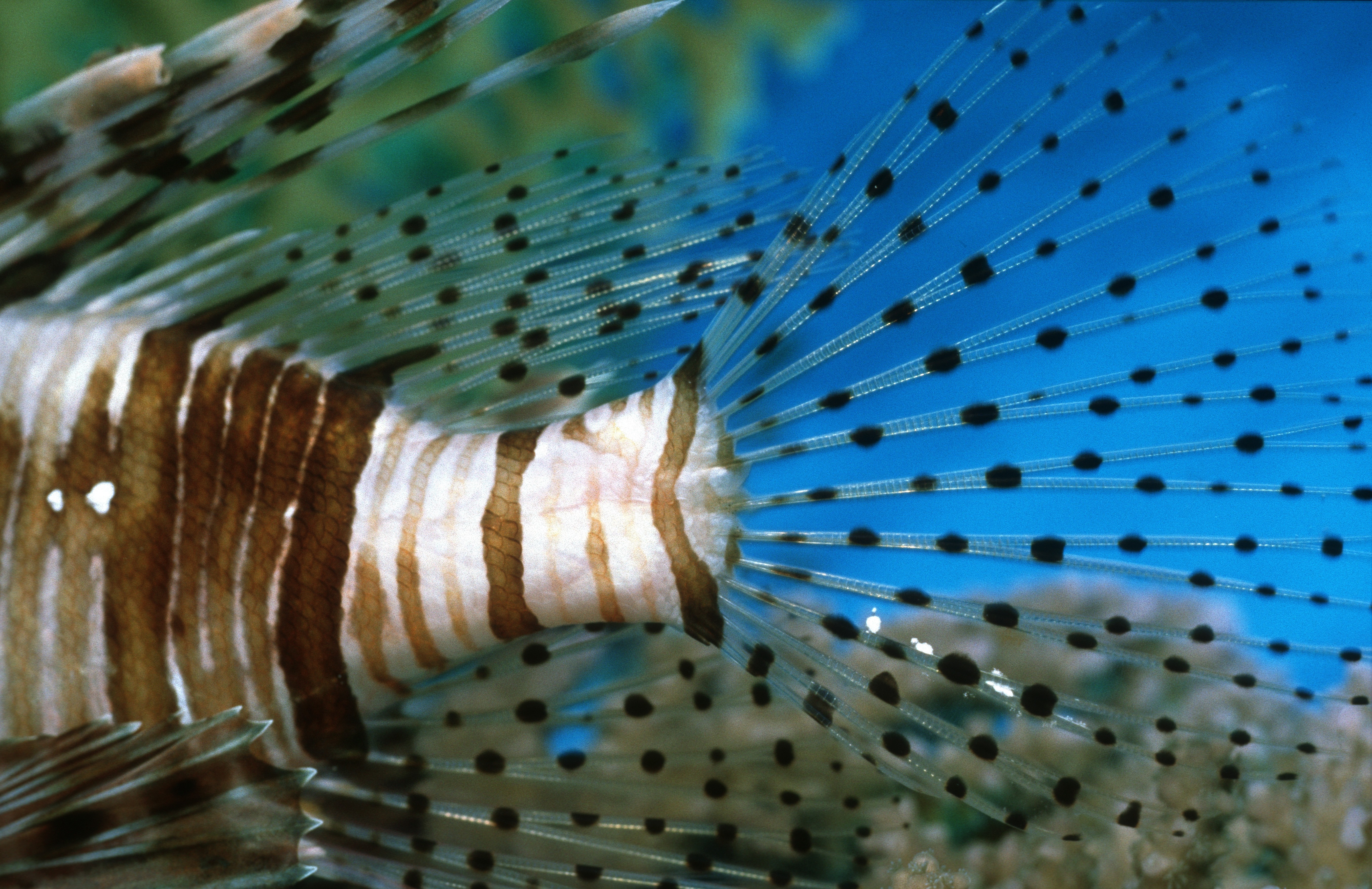 fish, aquatic - desktop wallpaper