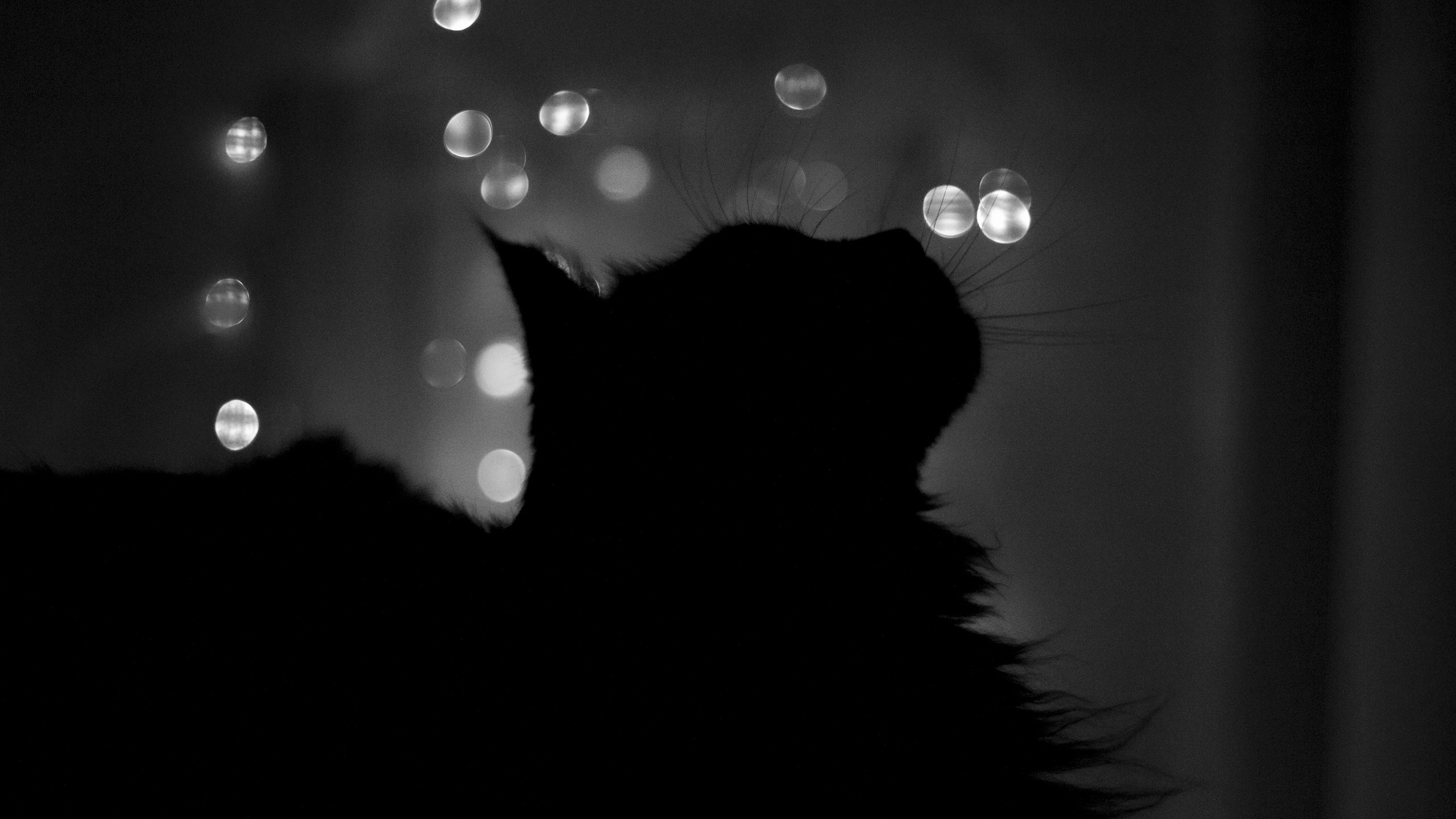 cats, silhouettes, grayscale - desktop wallpaper