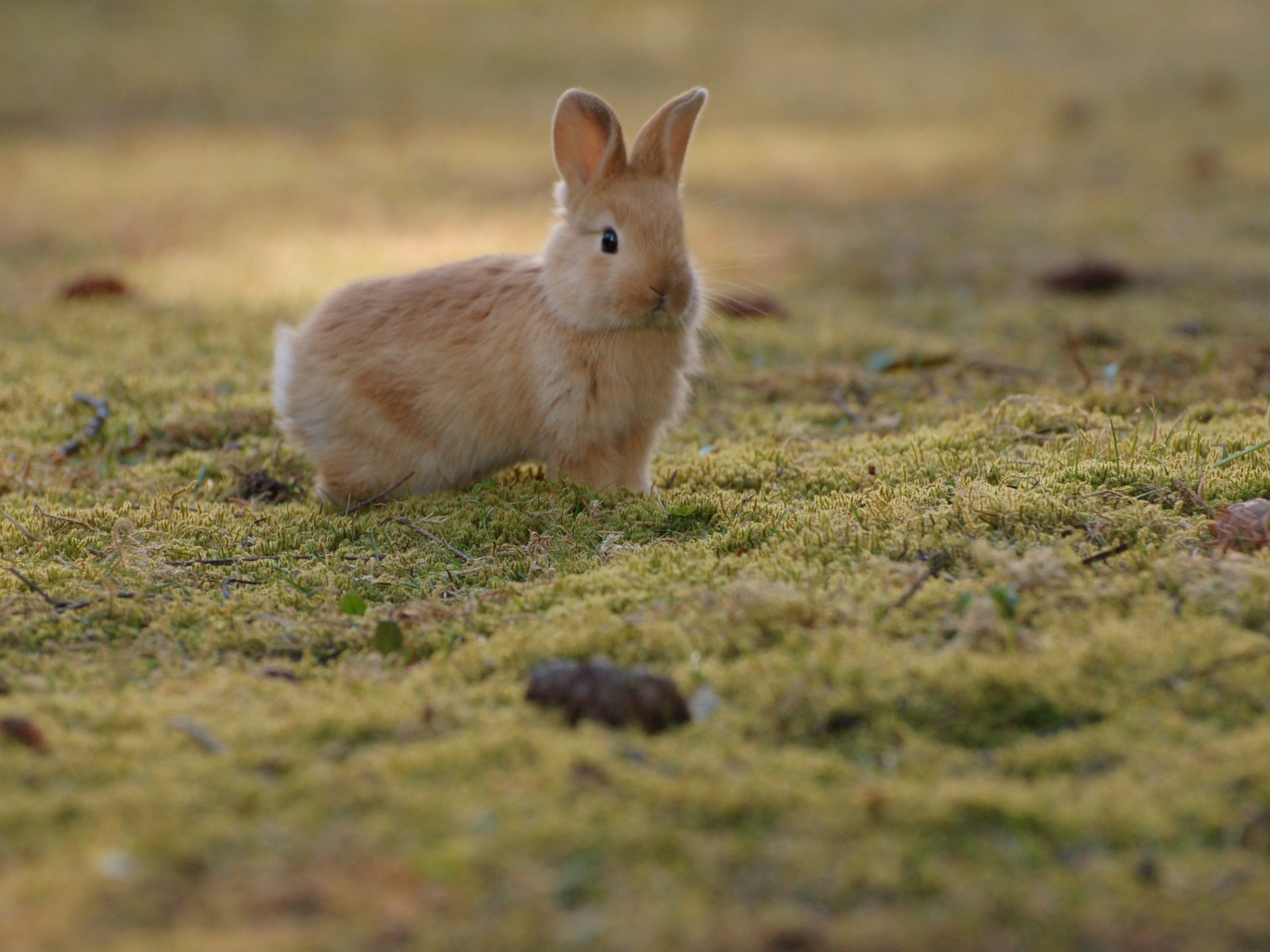 animals, rabbits, depth of field - desktop wallpaper