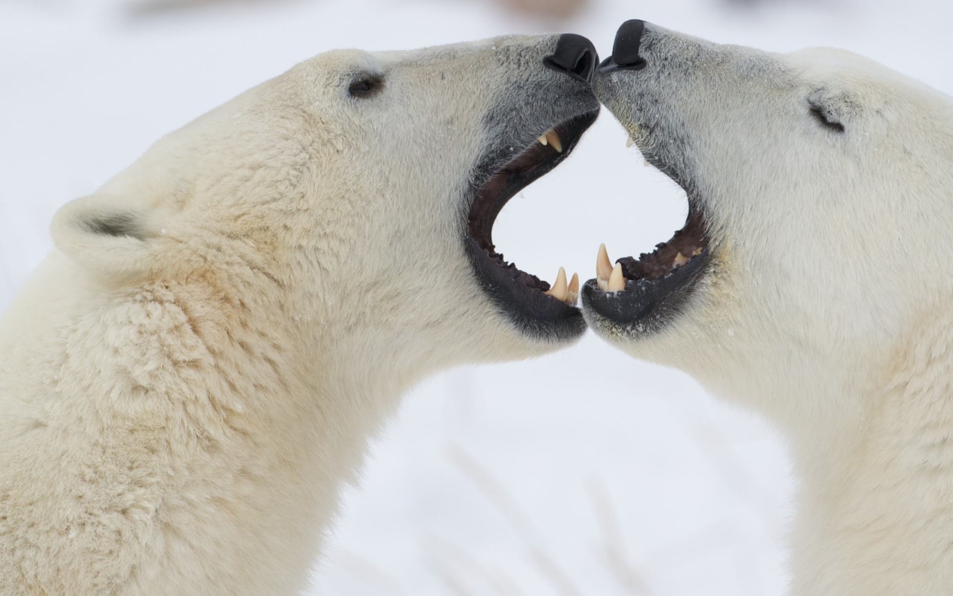kissing, polar bears - desktop wallpaper