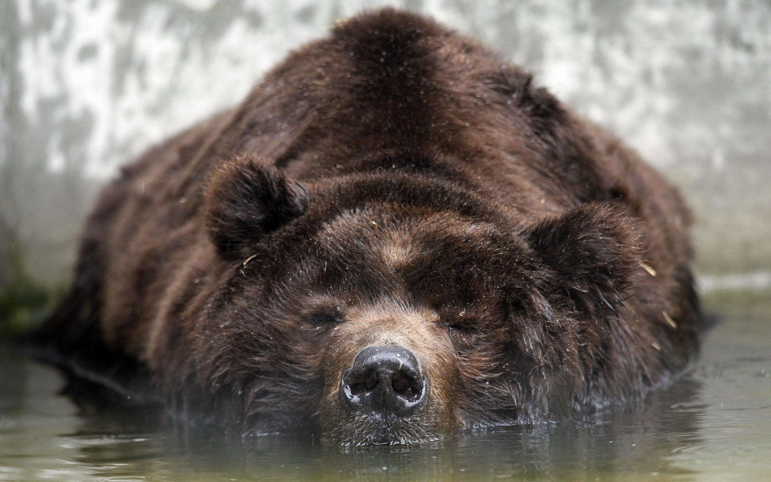 grizzly bears, bears - desktop wallpaper