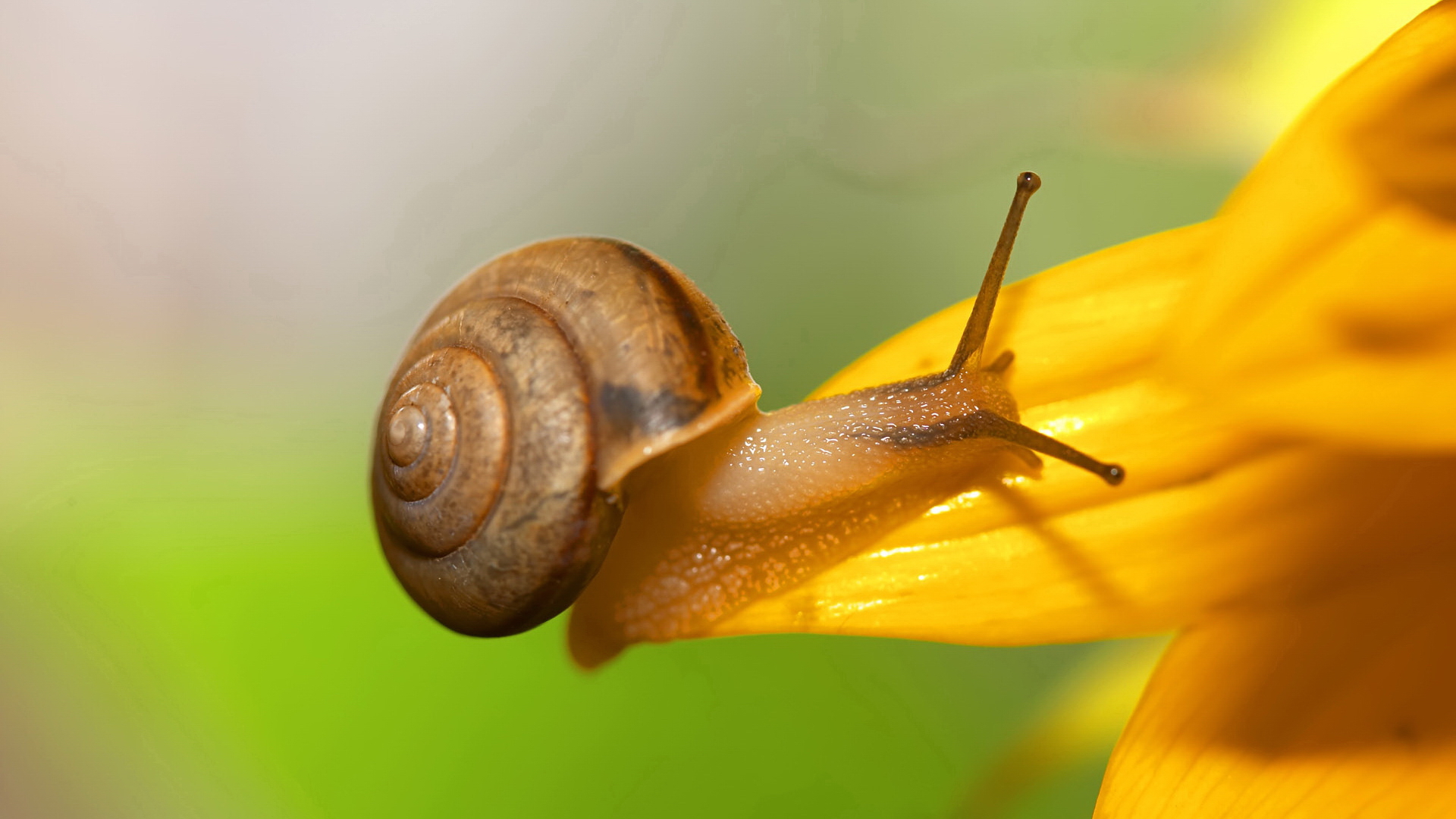 snails, molluscs - desktop wallpaper