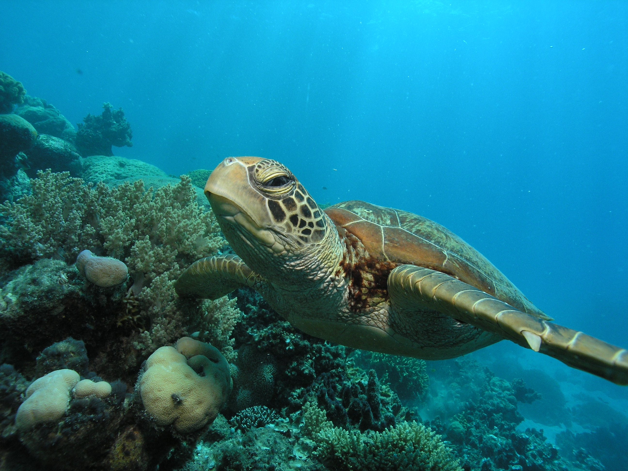turtles, aquatic, underwater, sealife - desktop wallpaper