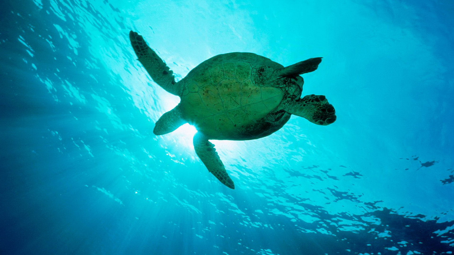 sea turtles - desktop wallpaper