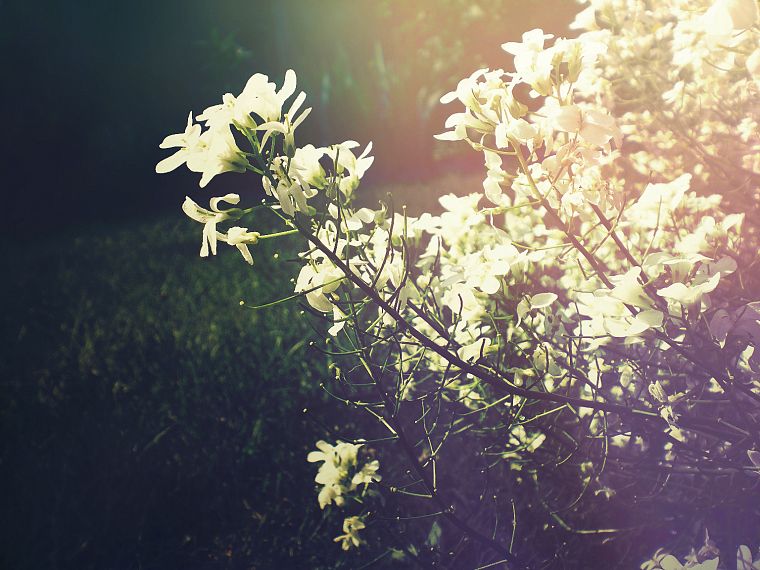 sunlight, white flowers - desktop wallpaper