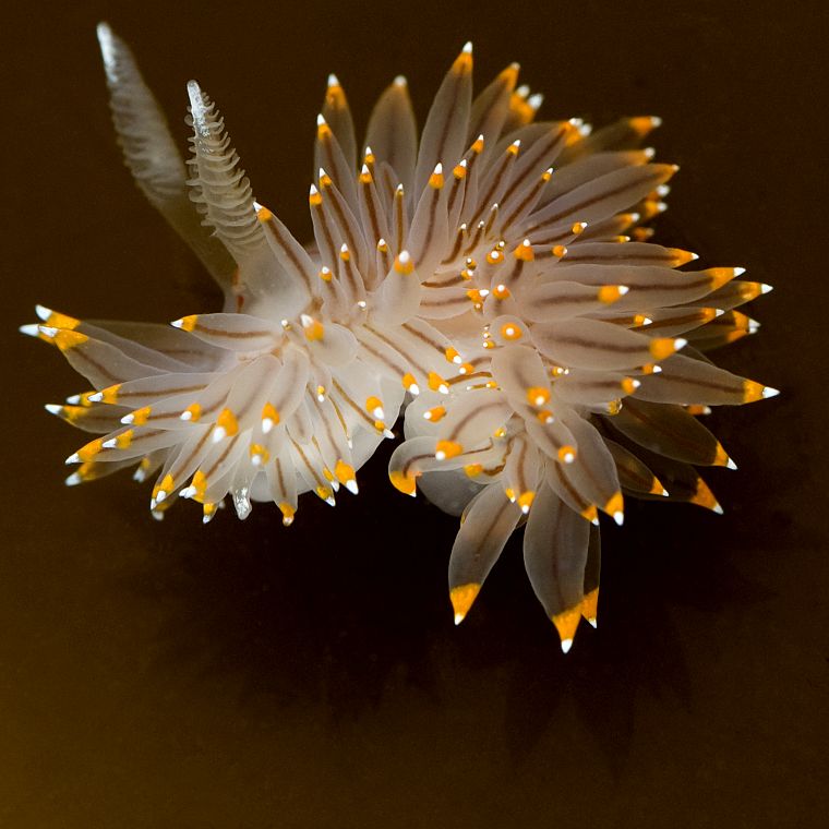 underwater, Nudibranchia - desktop wallpaper