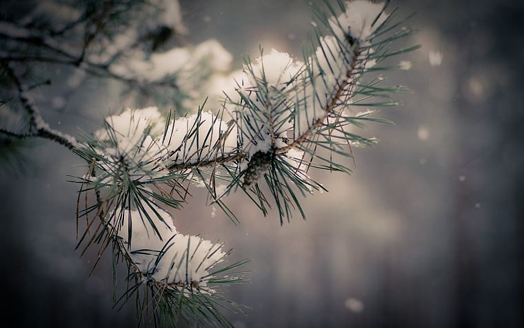 nature, winter, snow, trees, branches - desktop wallpaper