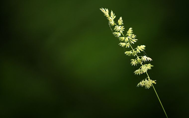 green, nature, grass, wheat, spider webs - desktop wallpaper