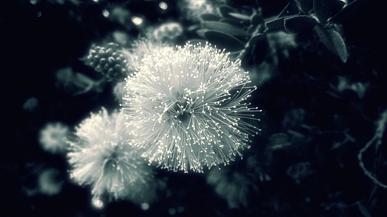 flowers, monochrome, Mimosa - desktop wallpaper
