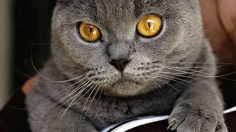 cats, Chartreux - desktop wallpaper