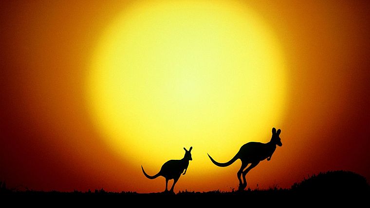 sunset, Sun, yellow, animals, orange, silhouettes, Australia, kangaroos - desktop wallpaper