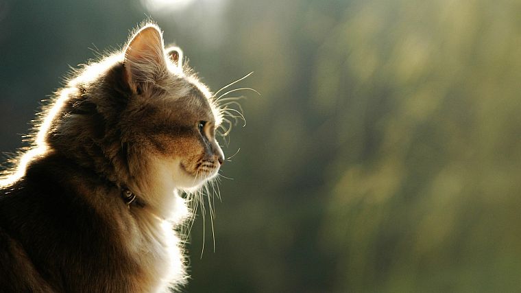 cats, animals, outdoors, calm, serene, collar, pets - desktop wallpaper