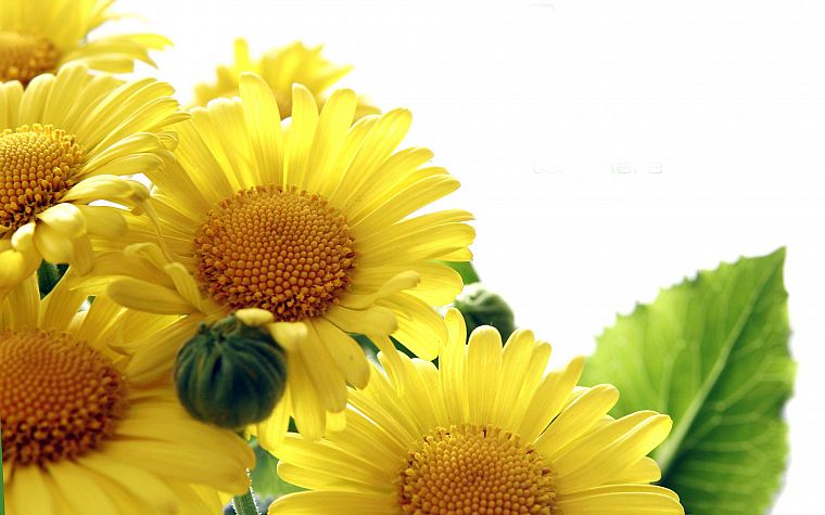 flowers, yellow flowers - desktop wallpaper