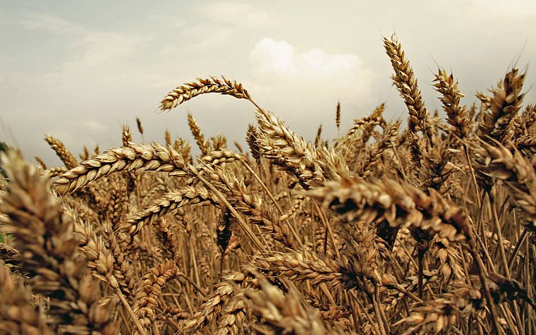 nature, fields, wheat - desktop wallpaper