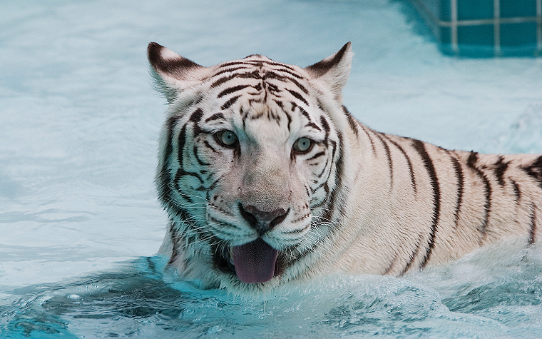 water, snow, animals, wildlife, white tiger, tongue - desktop wallpaper