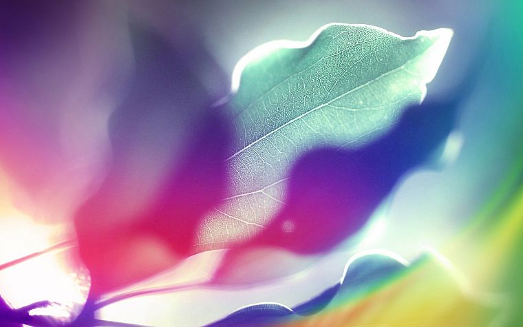 abstract, multicolor, leaves, design, backgrounds - desktop wallpaper